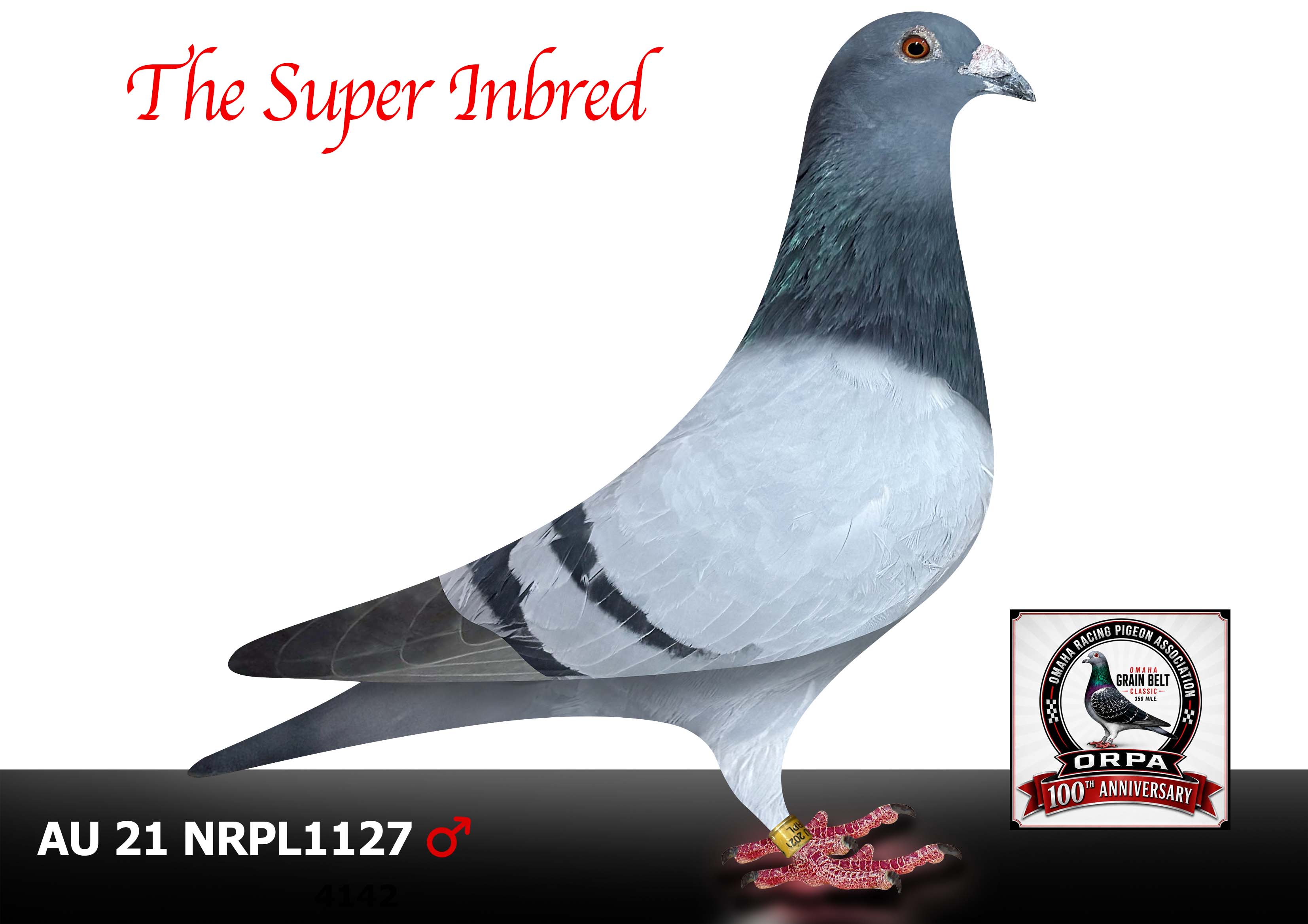 AU 21 NRPL 1127 Cock