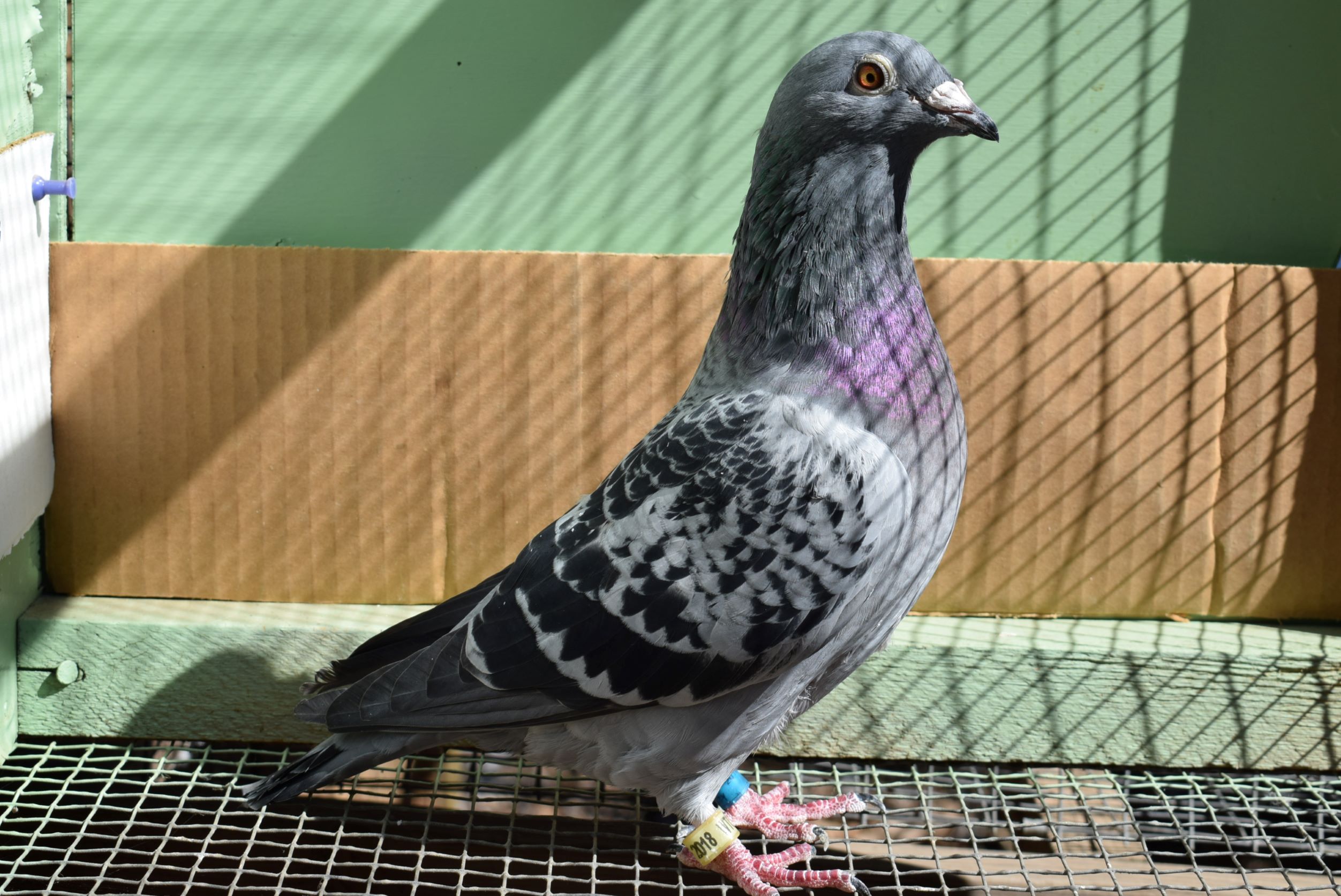 iPigeon.com - Racing Pigeon Auction