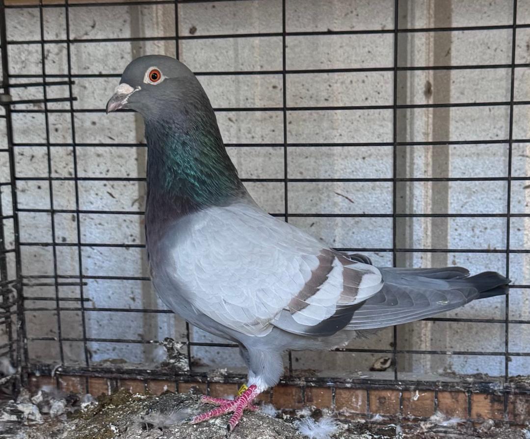 127 REC OPAL WOLVERINE COCK