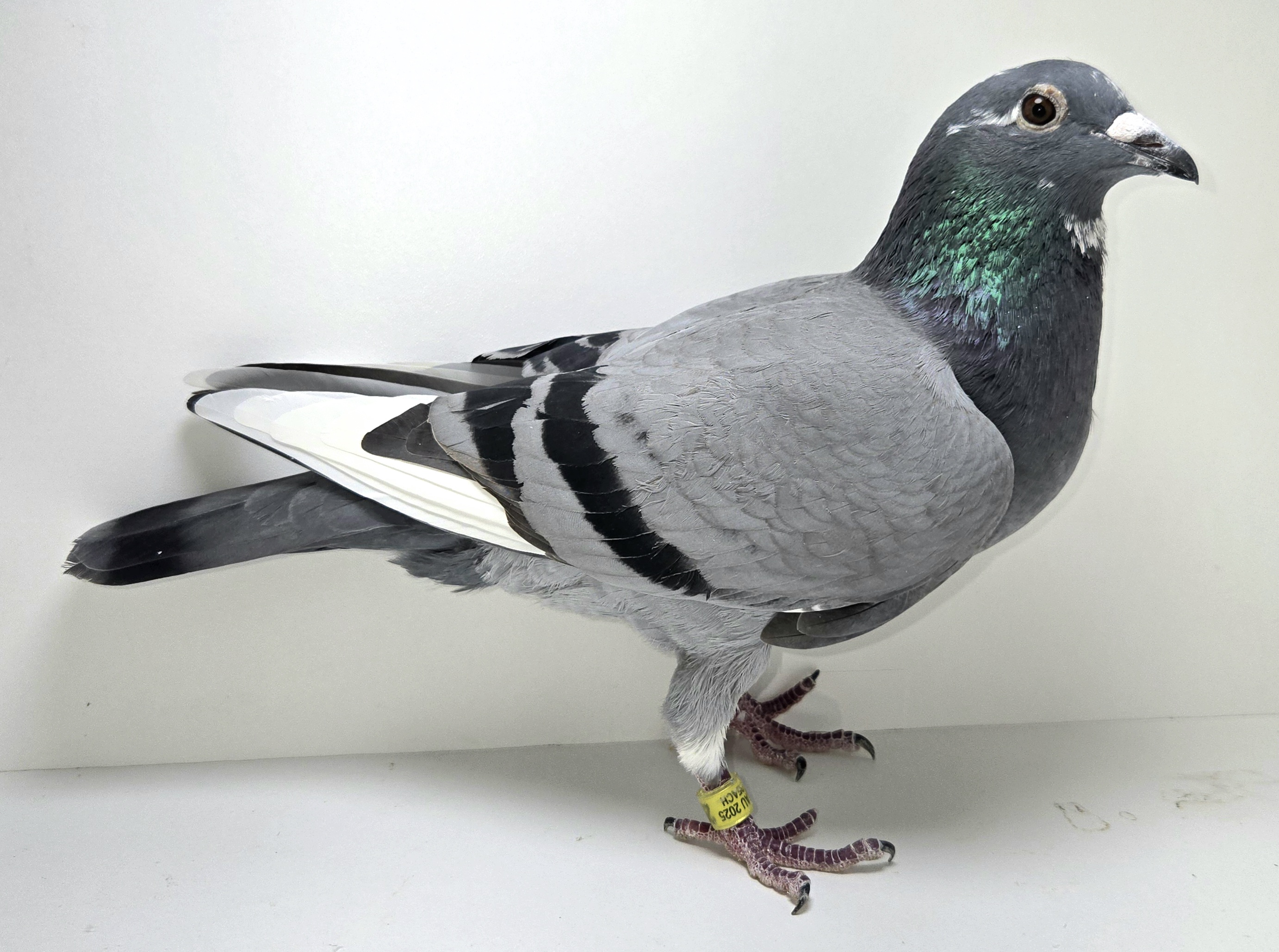 PEACH-25411-25 BBSP Hen