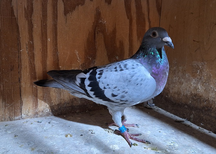 IF 2025 NLI 659 LT BC Hen PURE GEBR. JANSSEN ARENDONK