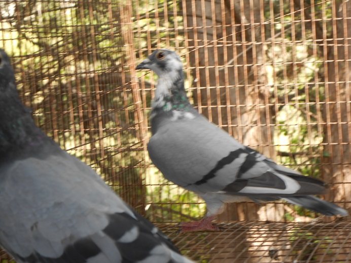 BBPD HEN