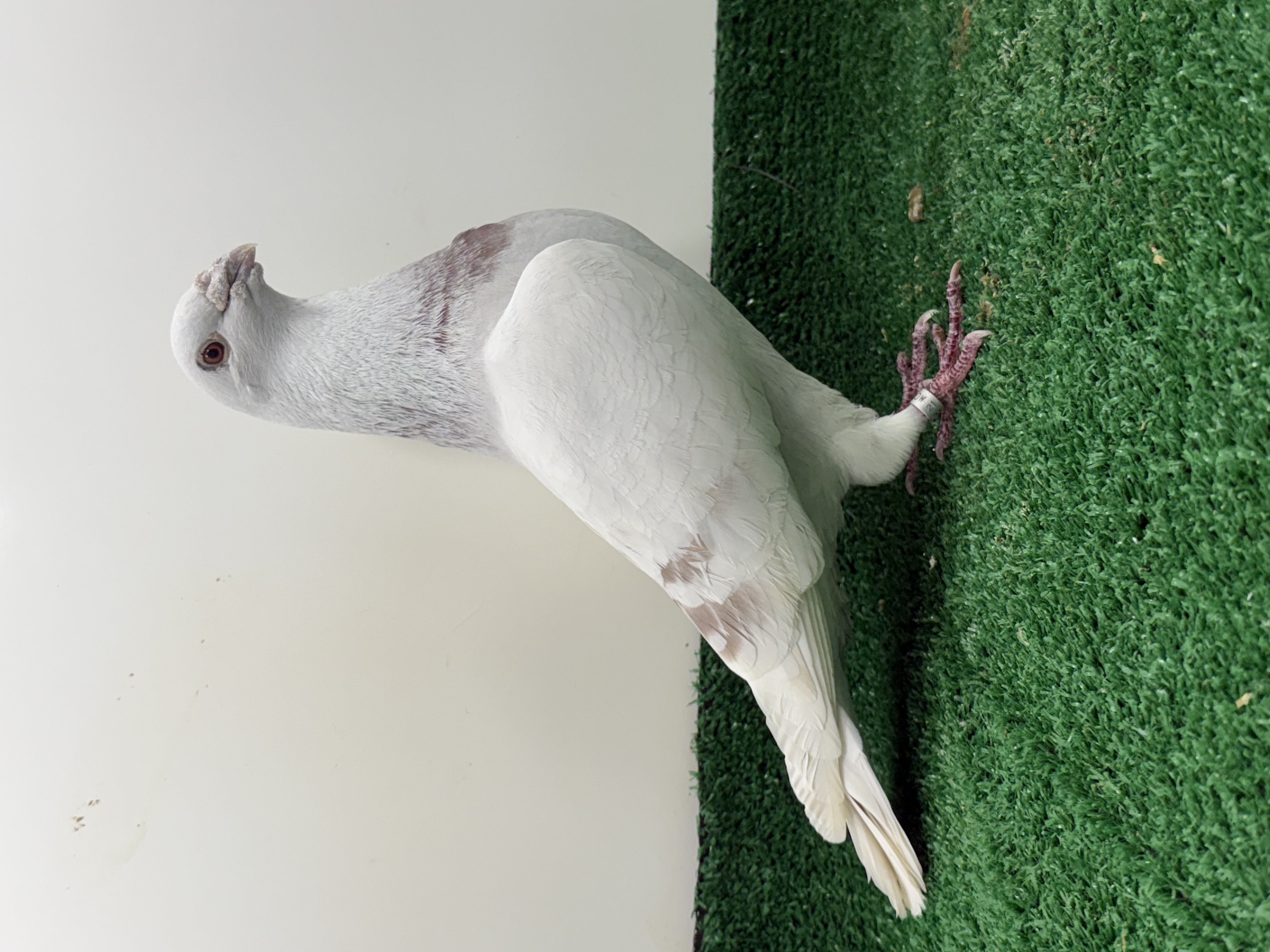 One of the top lofts  in the world Mike Brown Silver hen 