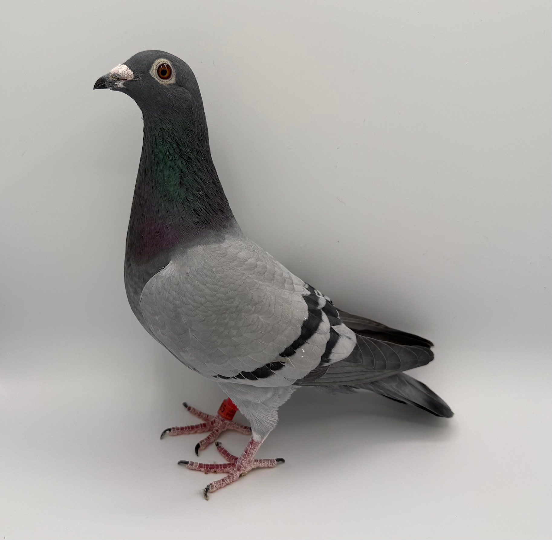 GKID 2X THOMAS 6, NIGHT ANGEL, AND MHVGO