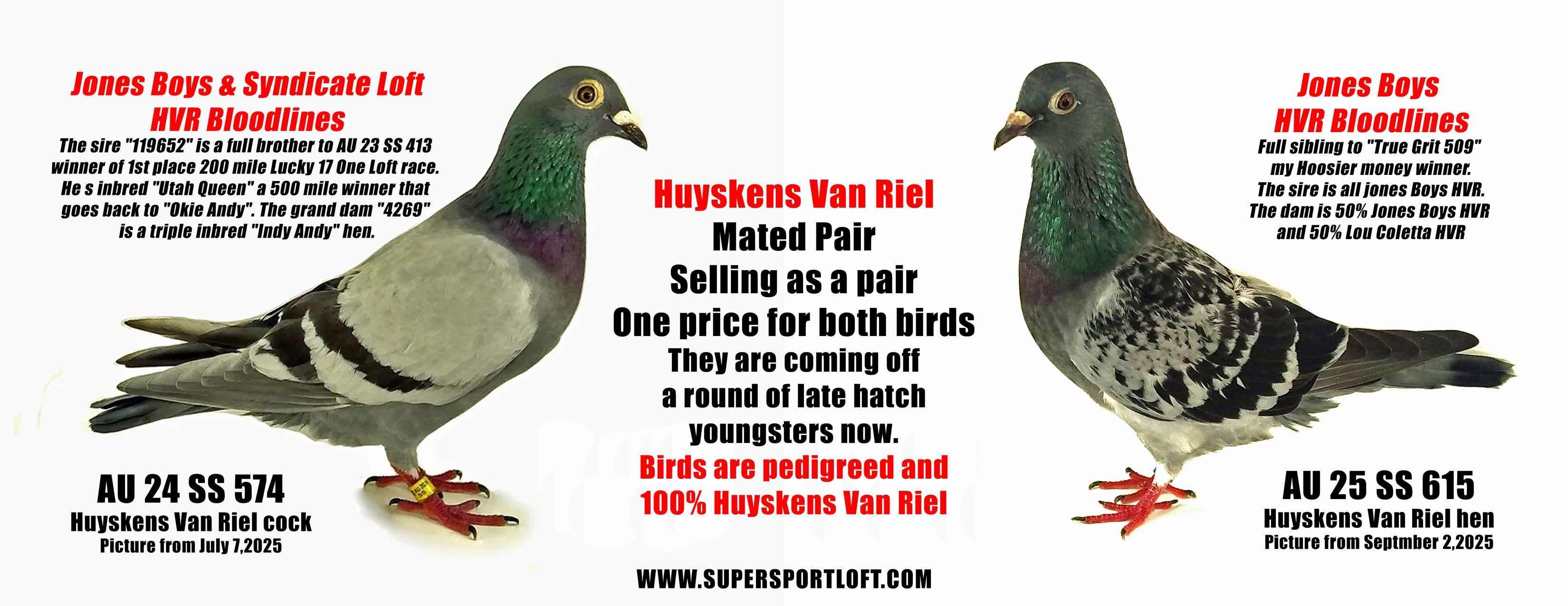 Mated Pair of 100% Huyskens Van Riel
