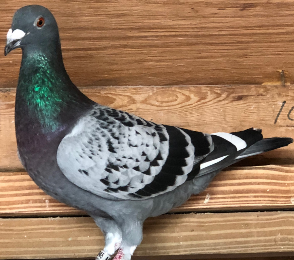 KEIZER ARIE DIJKSTRA MAGIC MAKER 