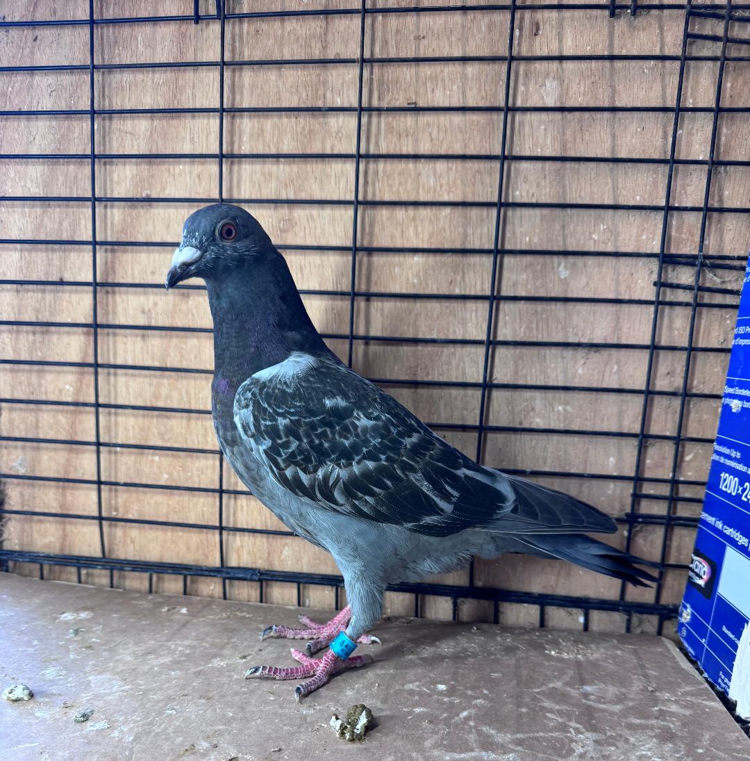 456 DC LEO HERMANS COCK BOTH PARENTS CHAMPION BIRDS