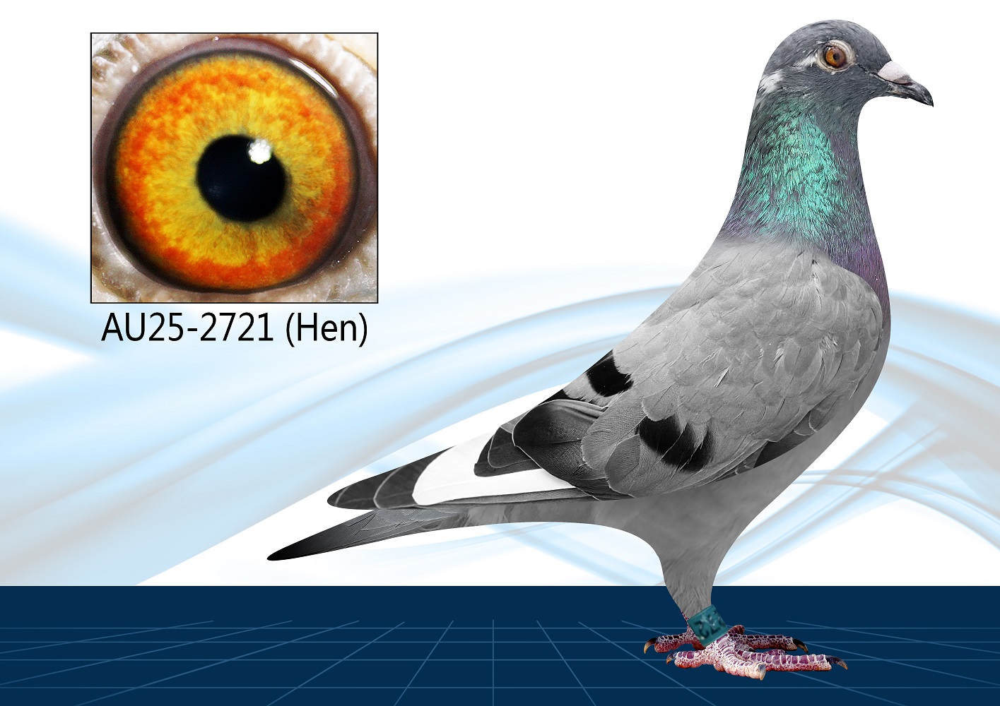 AU25-2721(Hen) Inbred Surebet