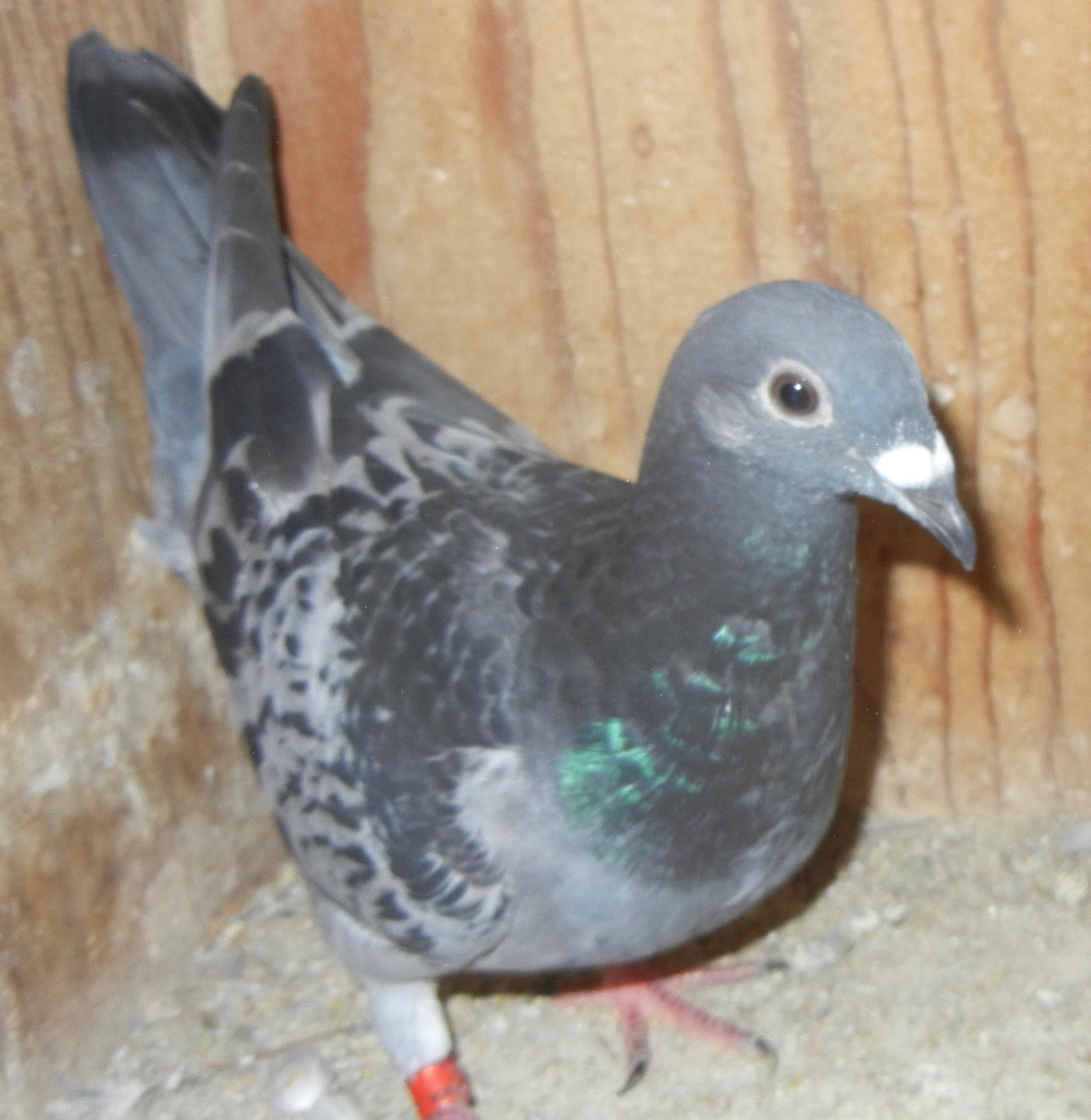 Preview Image 1