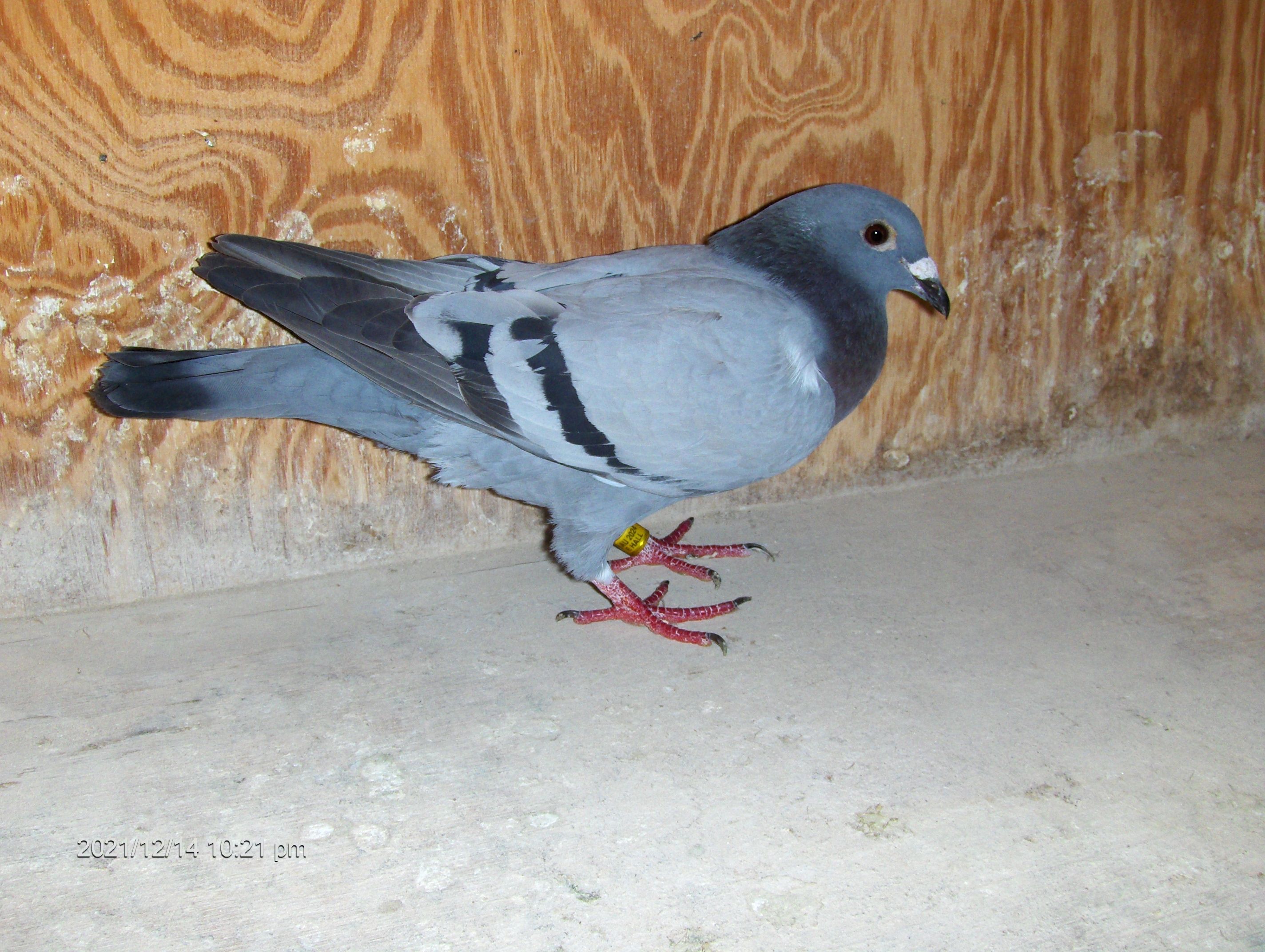 iPigeon.com - Racing Pigeon Auction