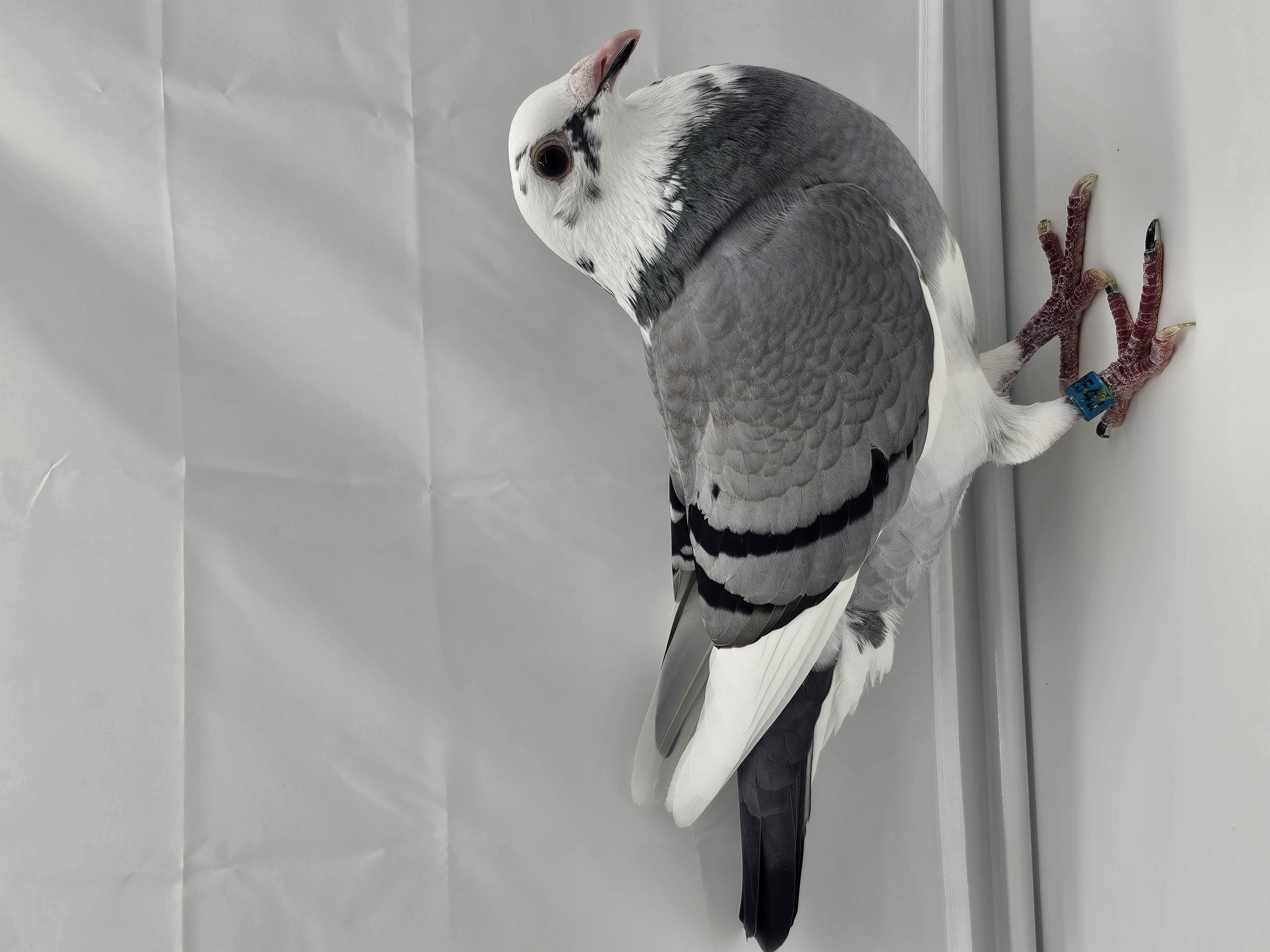 2025 AU M&C LOFT 2542