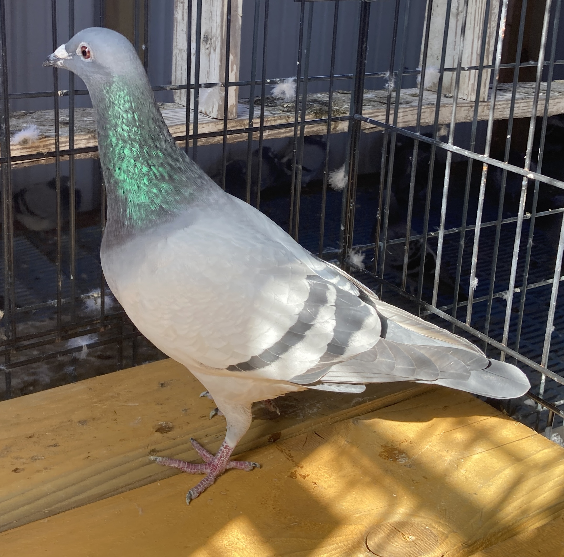 2025 LEWIS LOFTS 2511 