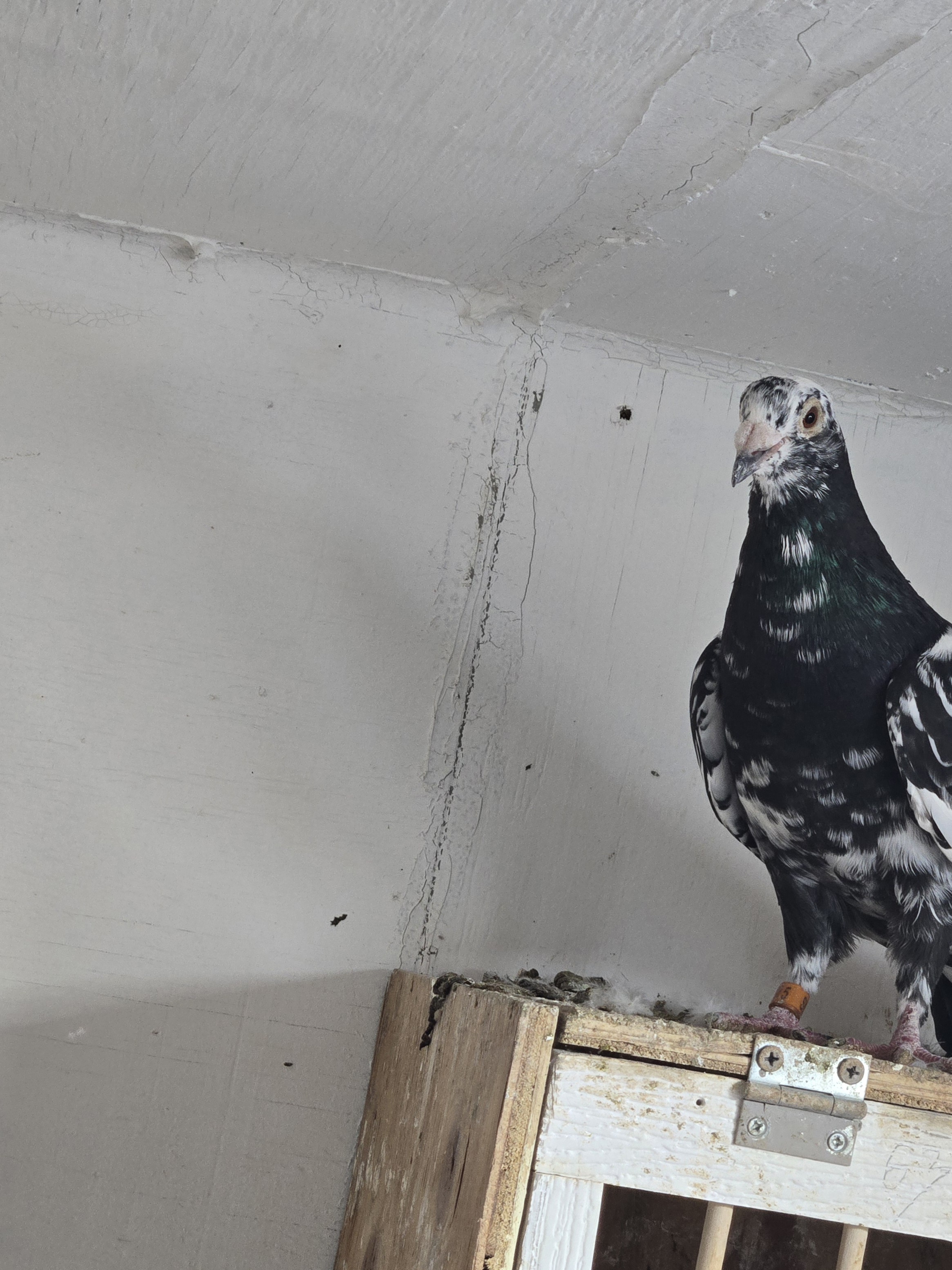  Yung bird