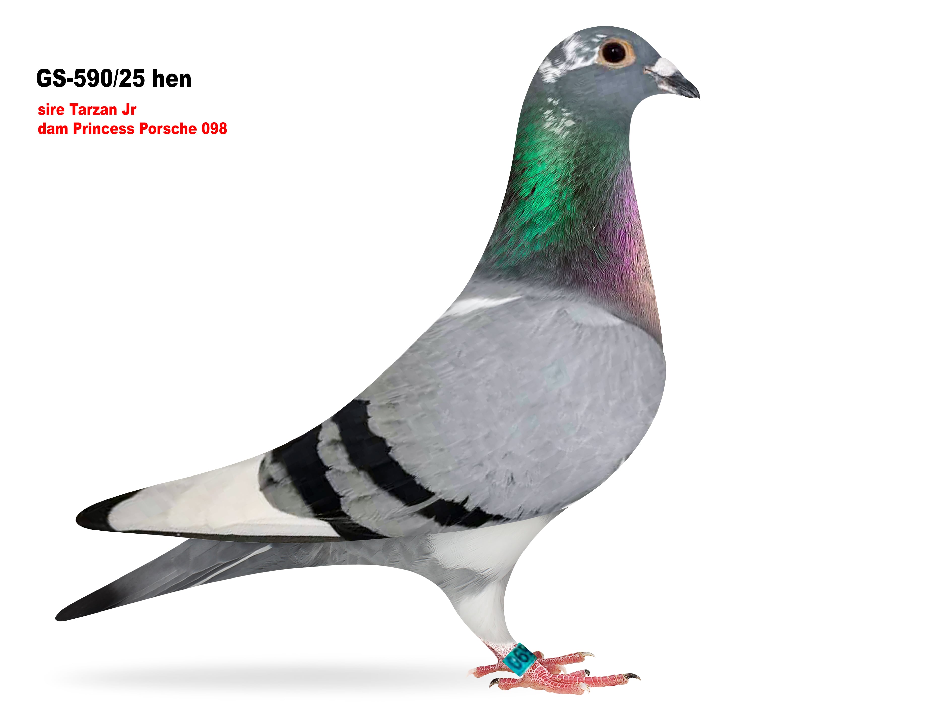 GS-590/25 Sire Brother Dali Dam Dau. Prince Porsche