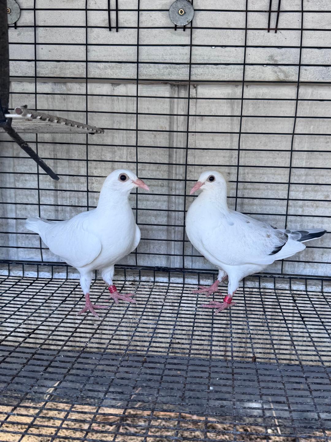 2026 PAIR OF WHITE EMPERORS BOTH COME WITH PEDIGREE