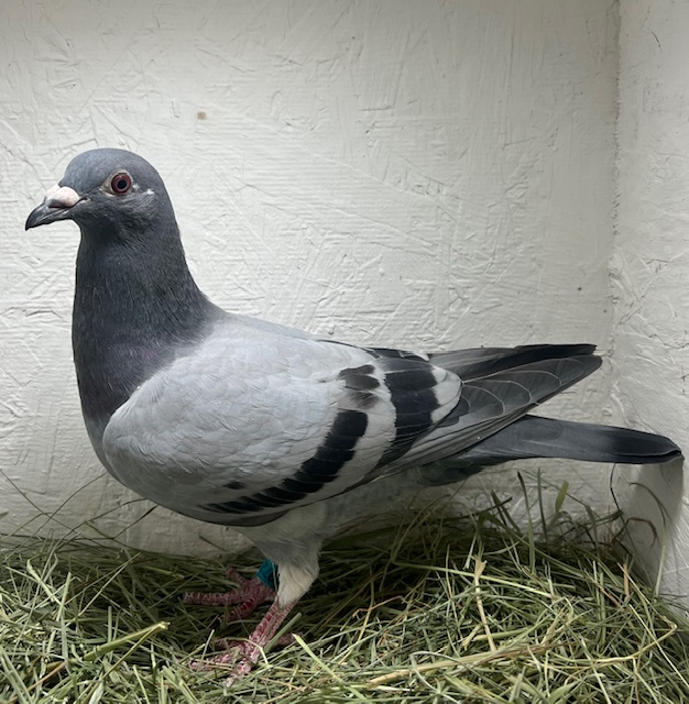 25-CDR-5972 Blue Cock 