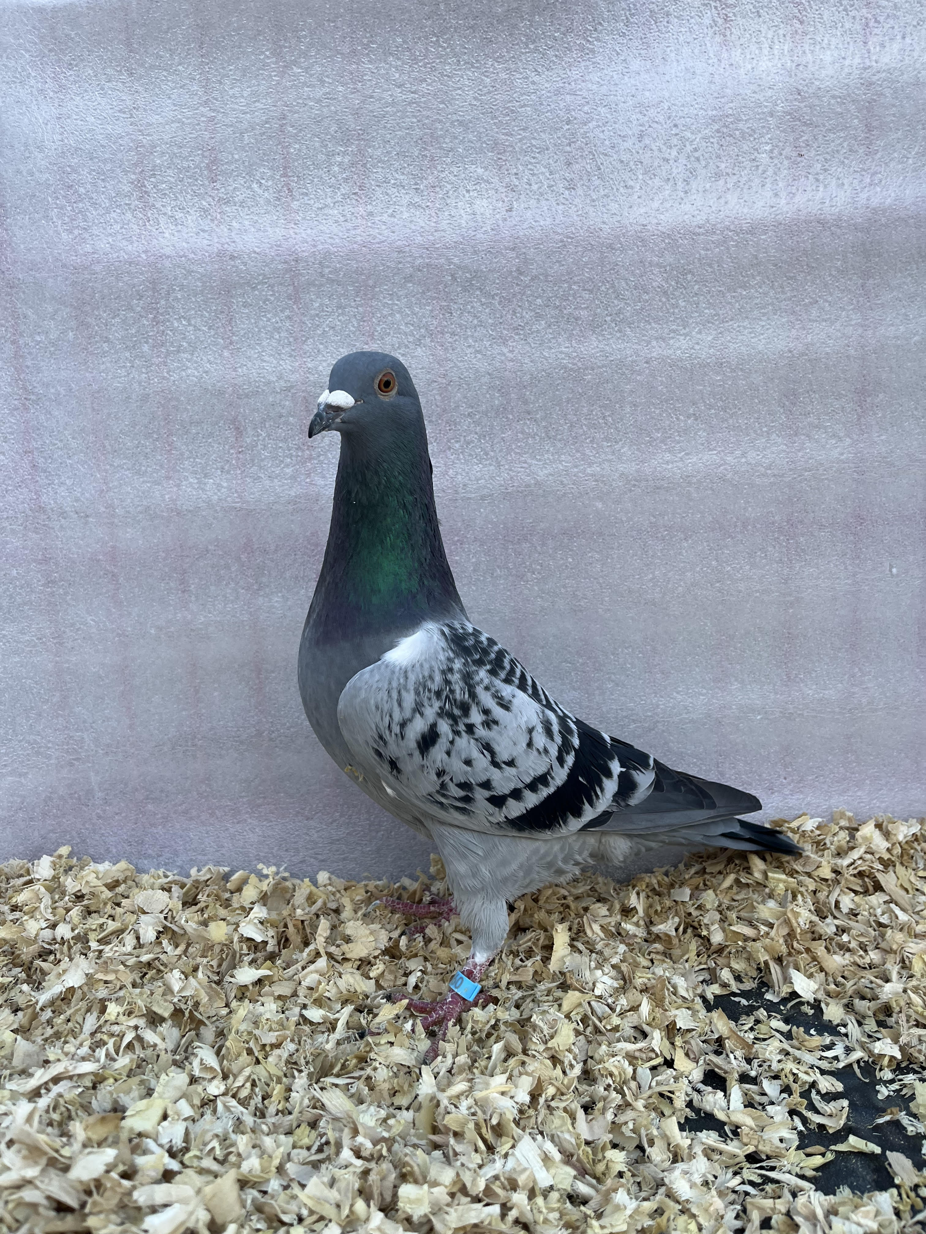 AU47871-2025 BC Cock