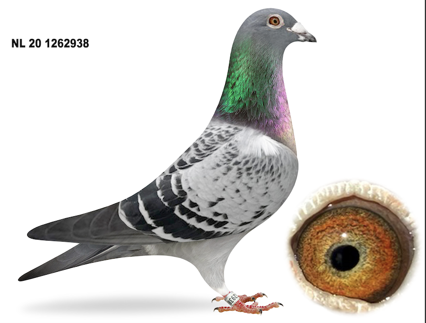 NL20-1262938 - GRAND DAUGHTER SPECIAL VEENSTRA 364 
