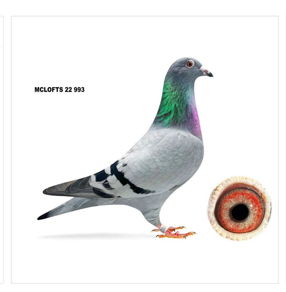2022 AU MCLOFT 993 HEN