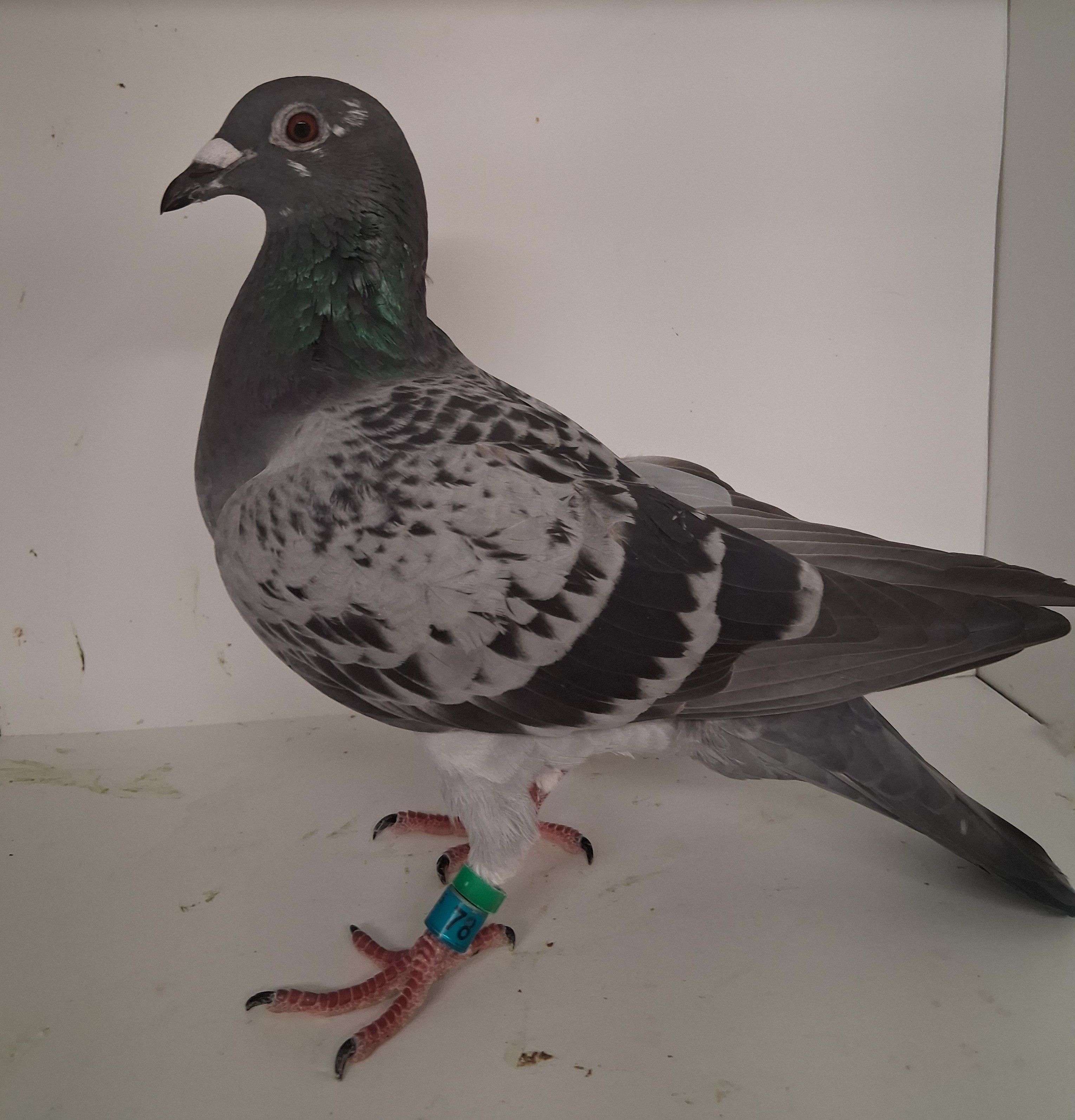 AU 2025 78 MAFIA Hen Arie Dijkstra Ferdinand