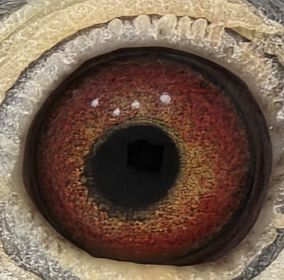 Blue Hen  Au 2020 SFL 10