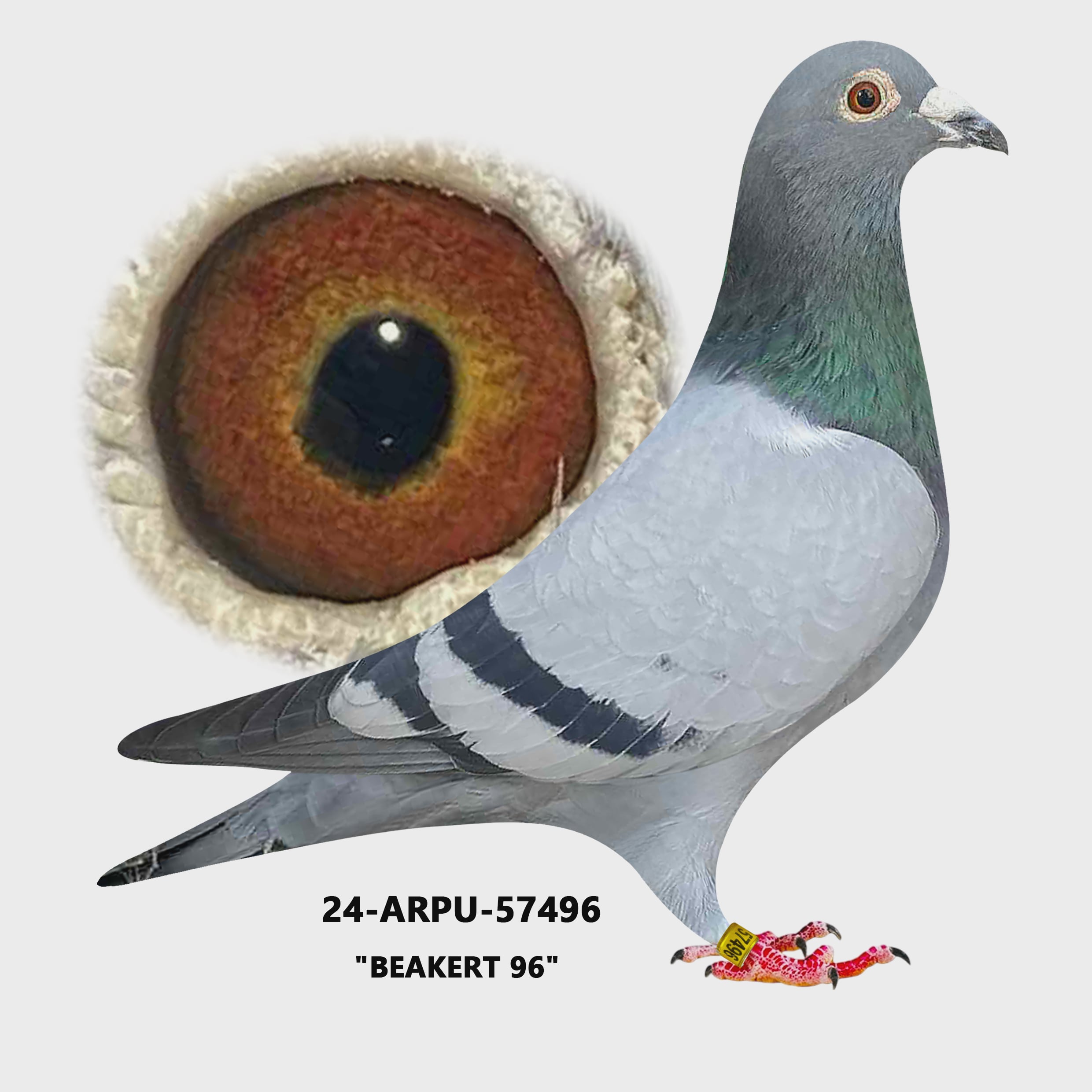 24-ARPU-57496 Blue Bar Cock.