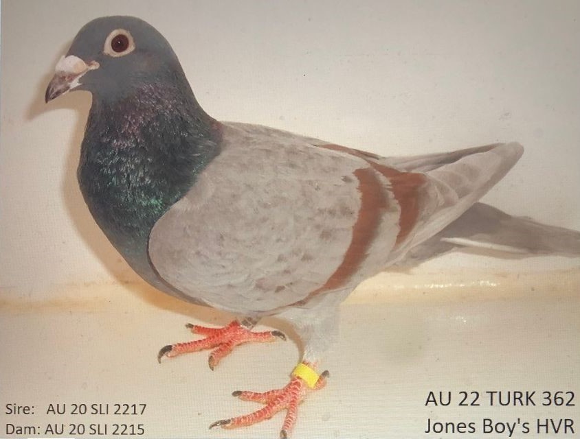 Preview Image 4