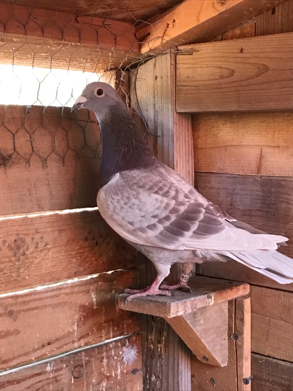 iPigeon.com - Racing Pigeon Auction