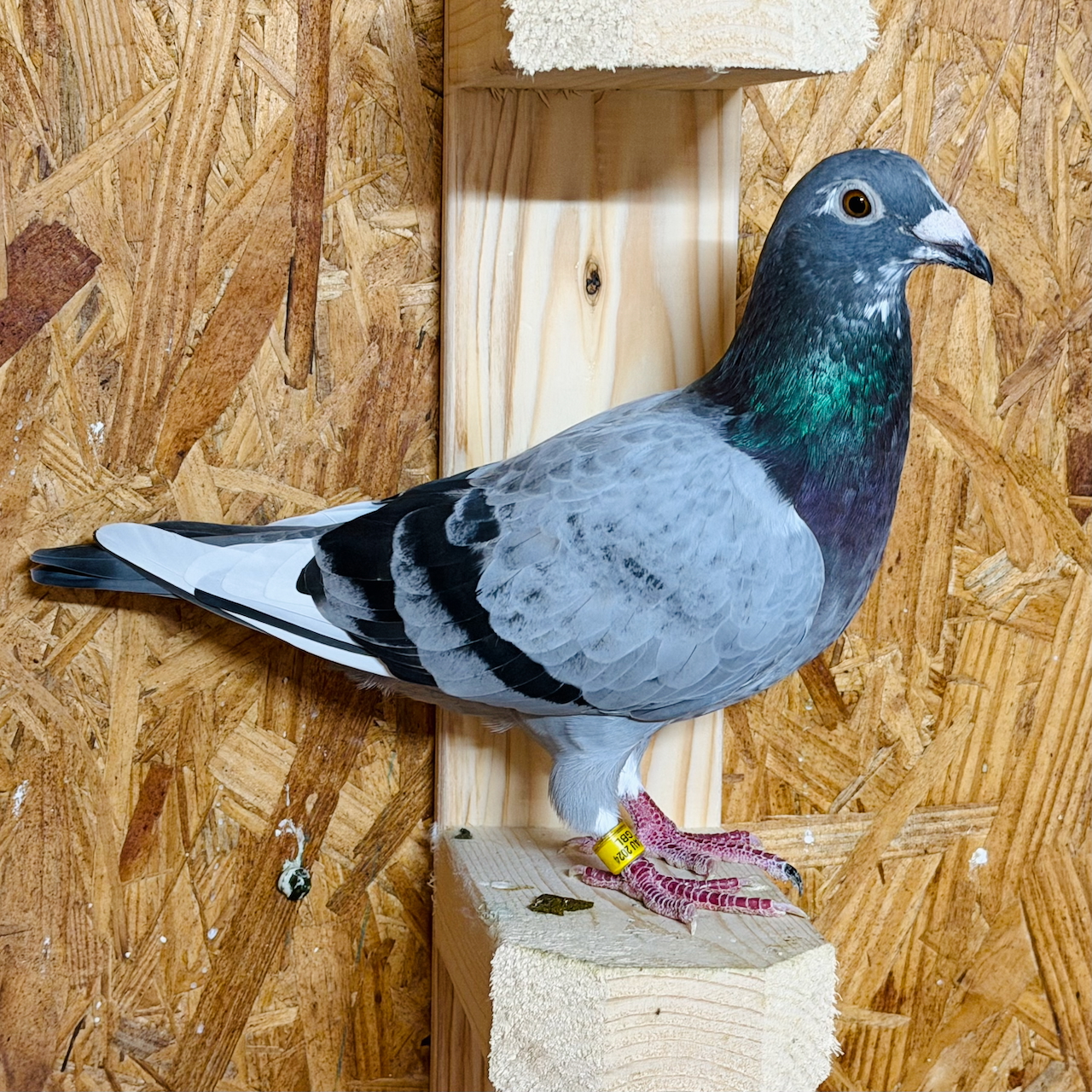AU 24 GBL 422 Pencil Splash Hen
