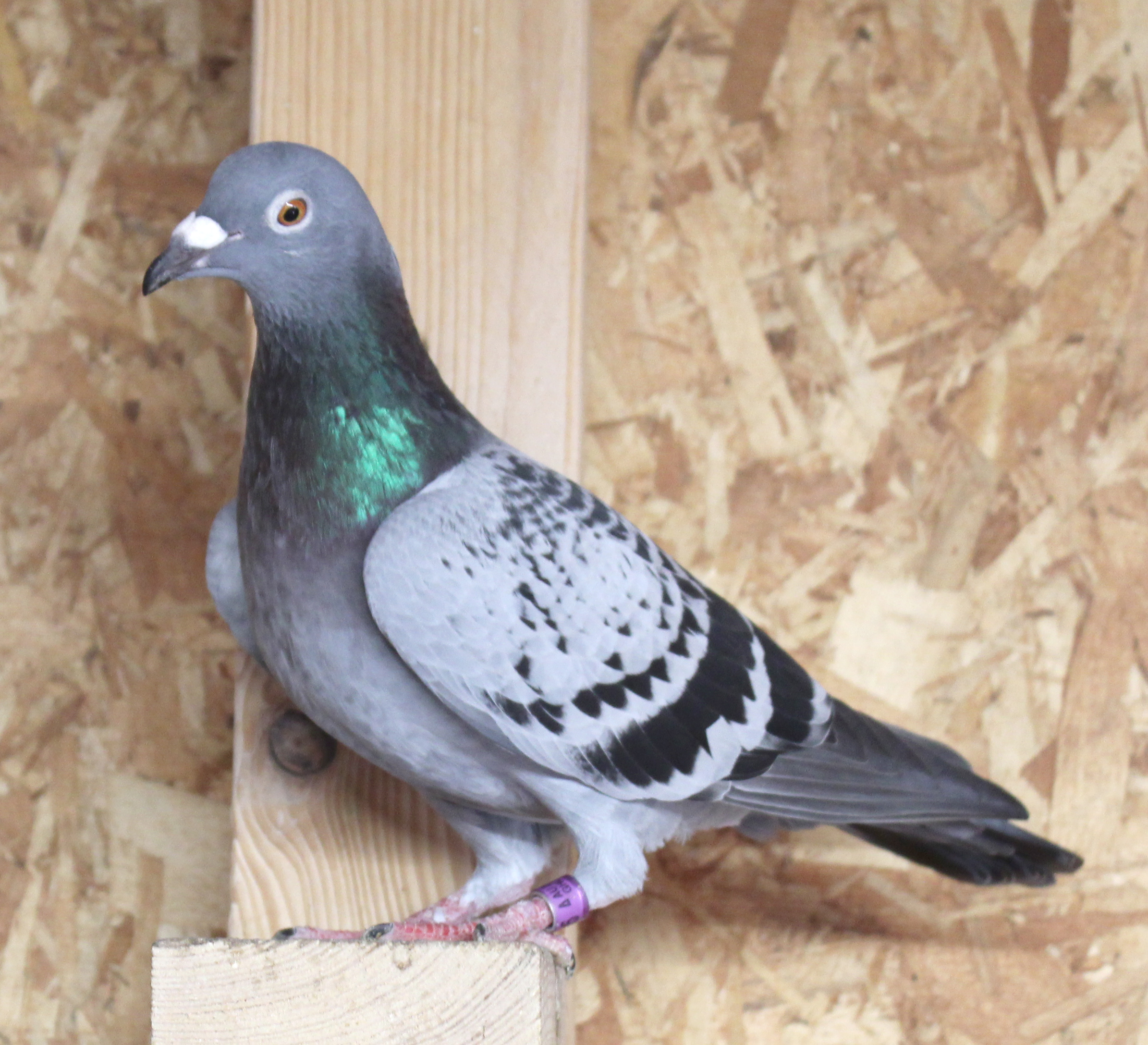 Rudi de Saer, Kannibaal Koopman