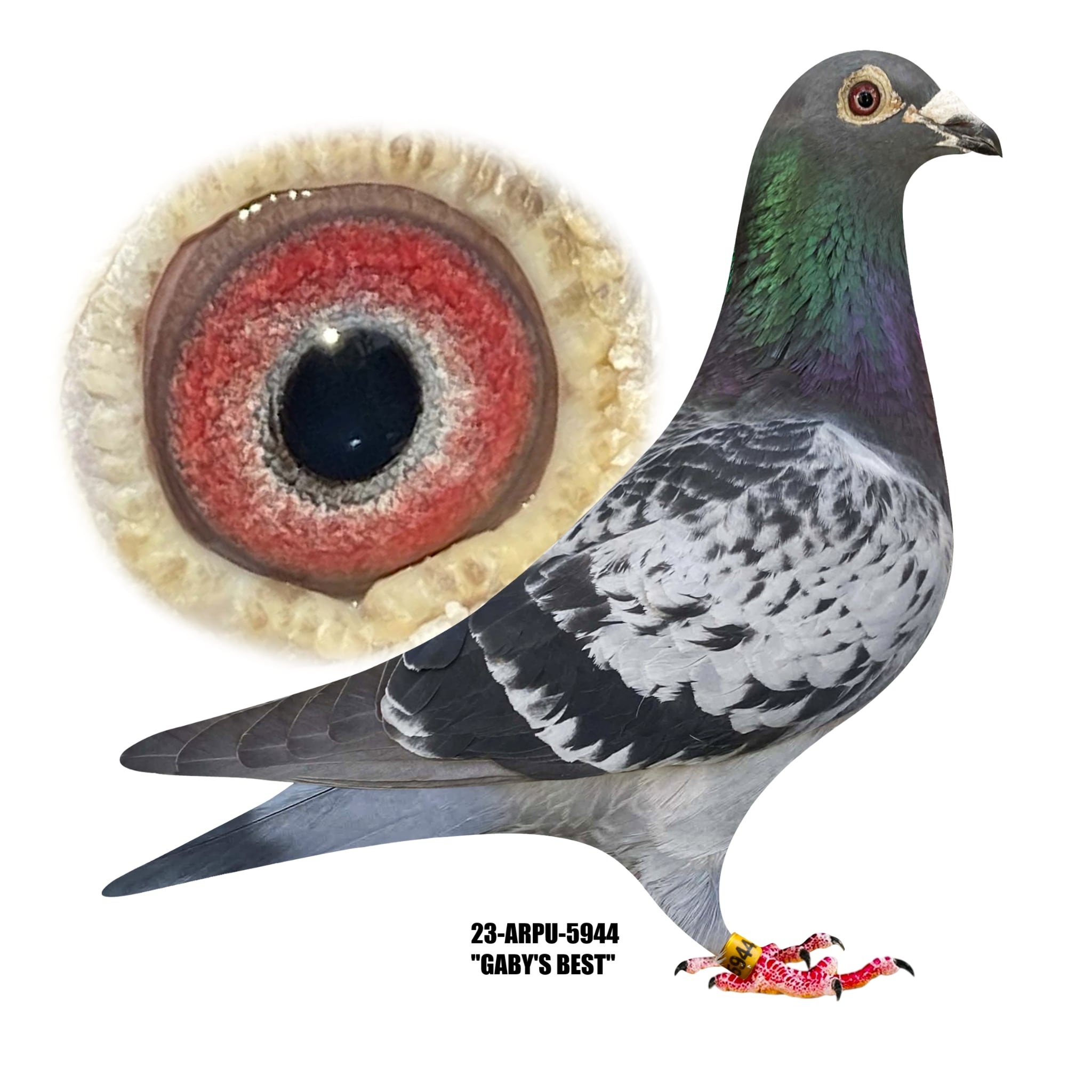 23-ARPU-5944 Blue Check Hen.