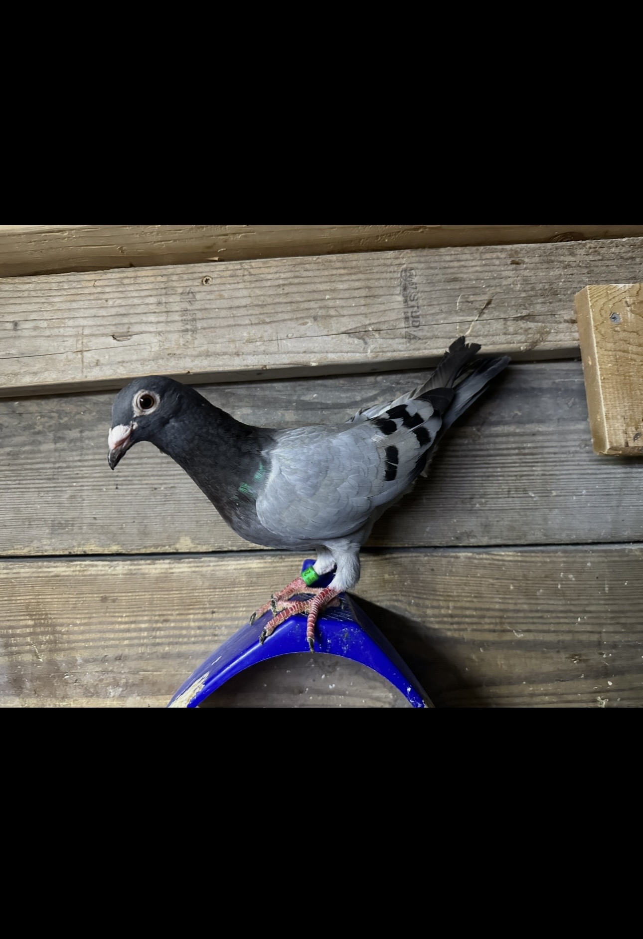Preview Image 3