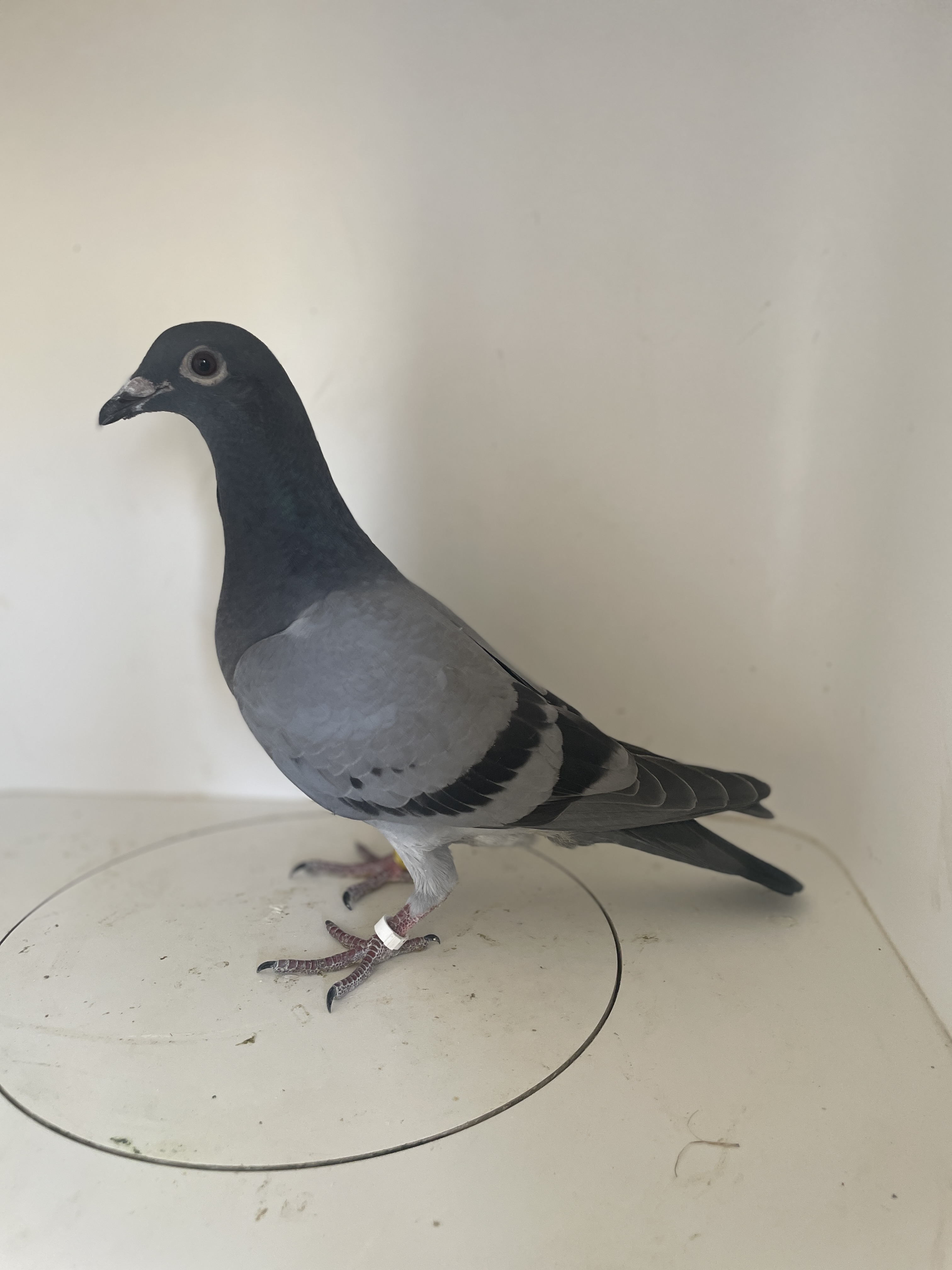 iPigeon.com - Racing Pigeon Auction