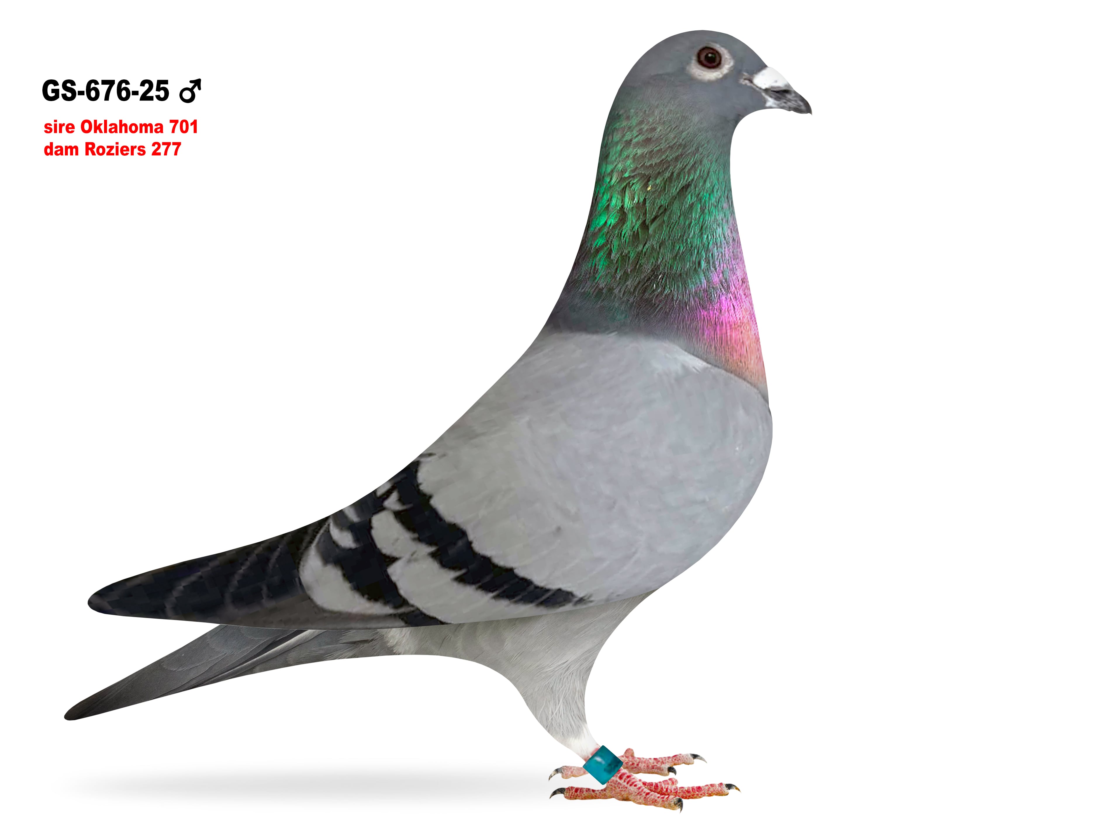 GS-676/25 Roziers cock