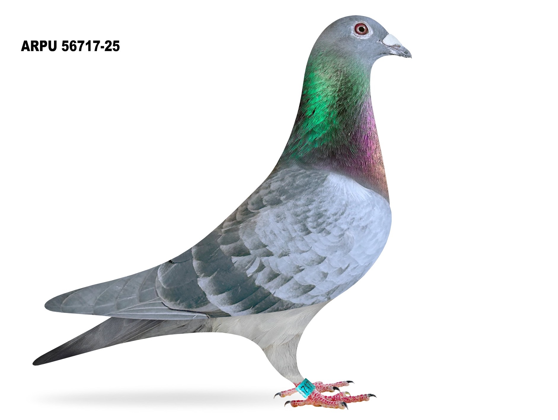 ARPU 56717-25 SLATE COCK