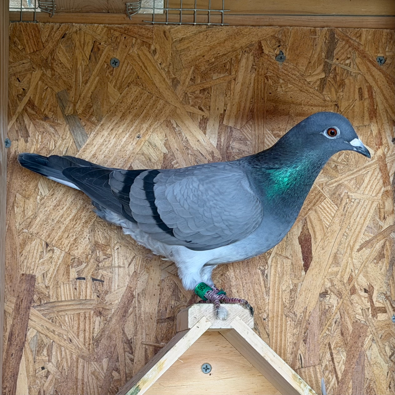 Preview Image 1