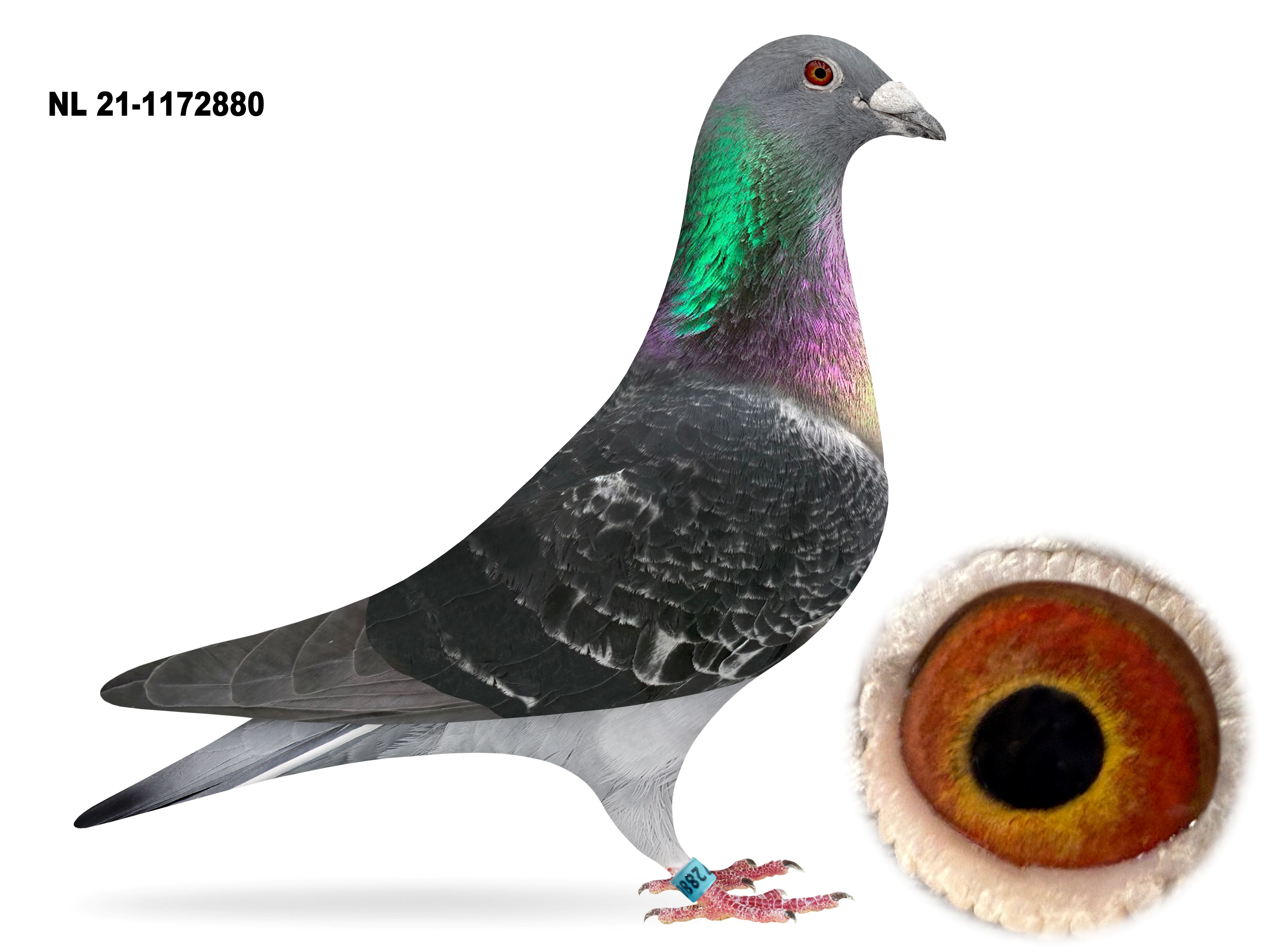 NLD 21-1172880
