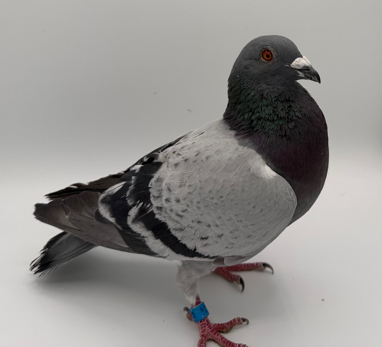 PROVEN PRODUCER WOLVERINE AND NIGHT ANGEL LINES