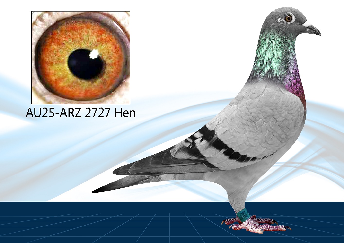 25-2727(Hen) Out Click Pair