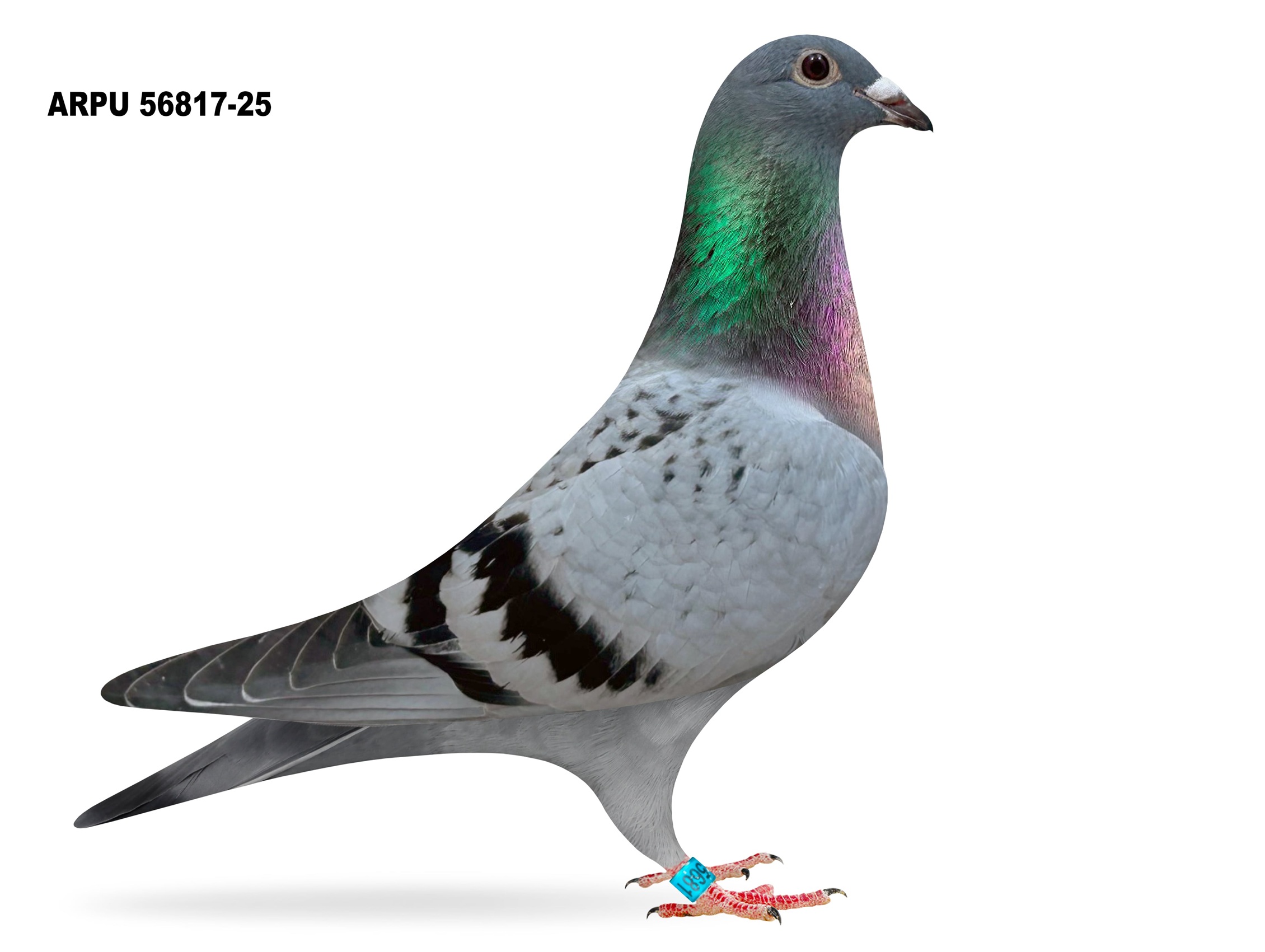 ARPU 56817-25 BC HEN