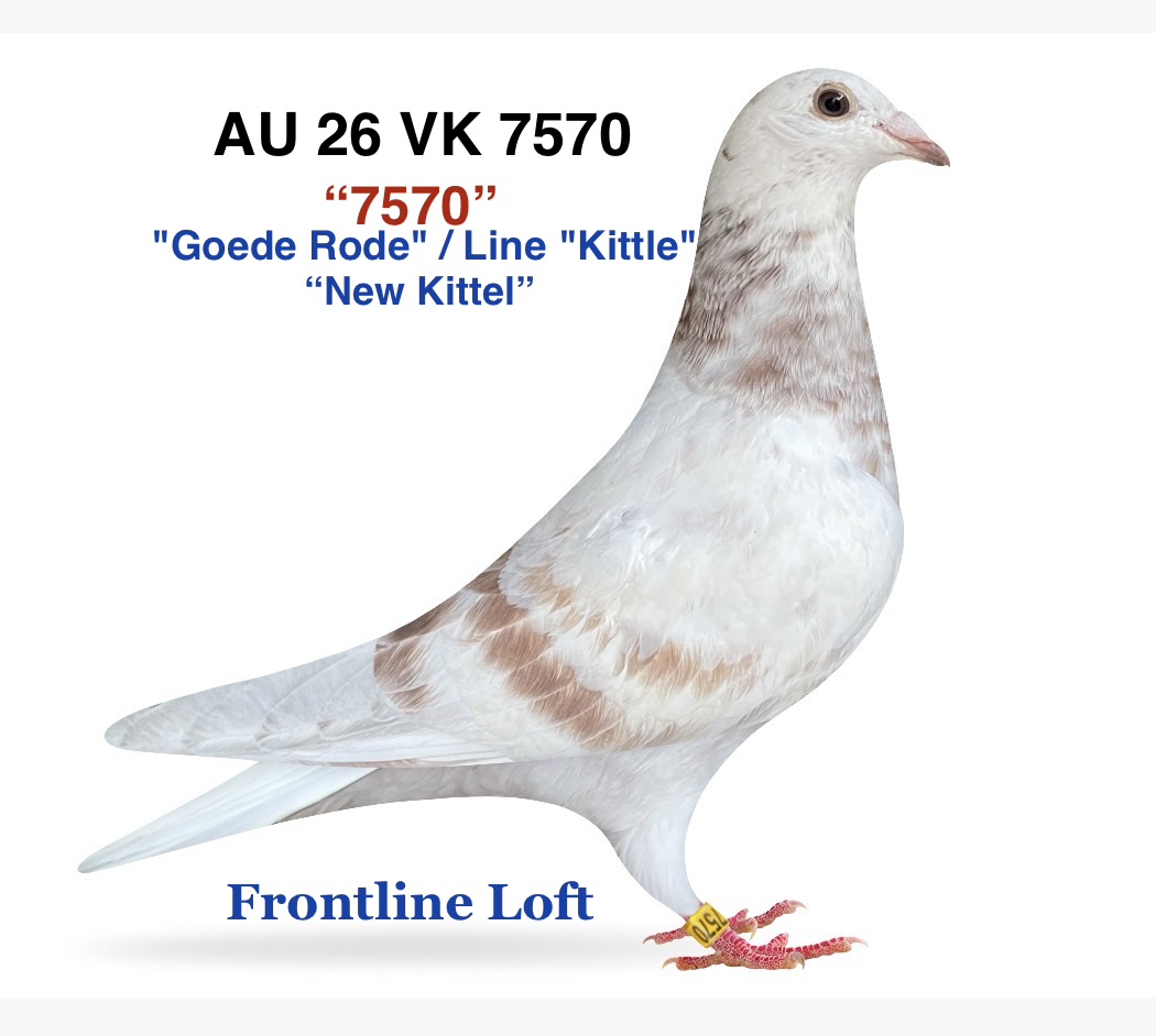 "Goede Rode" / Line "Kittle" /"New Kittel"