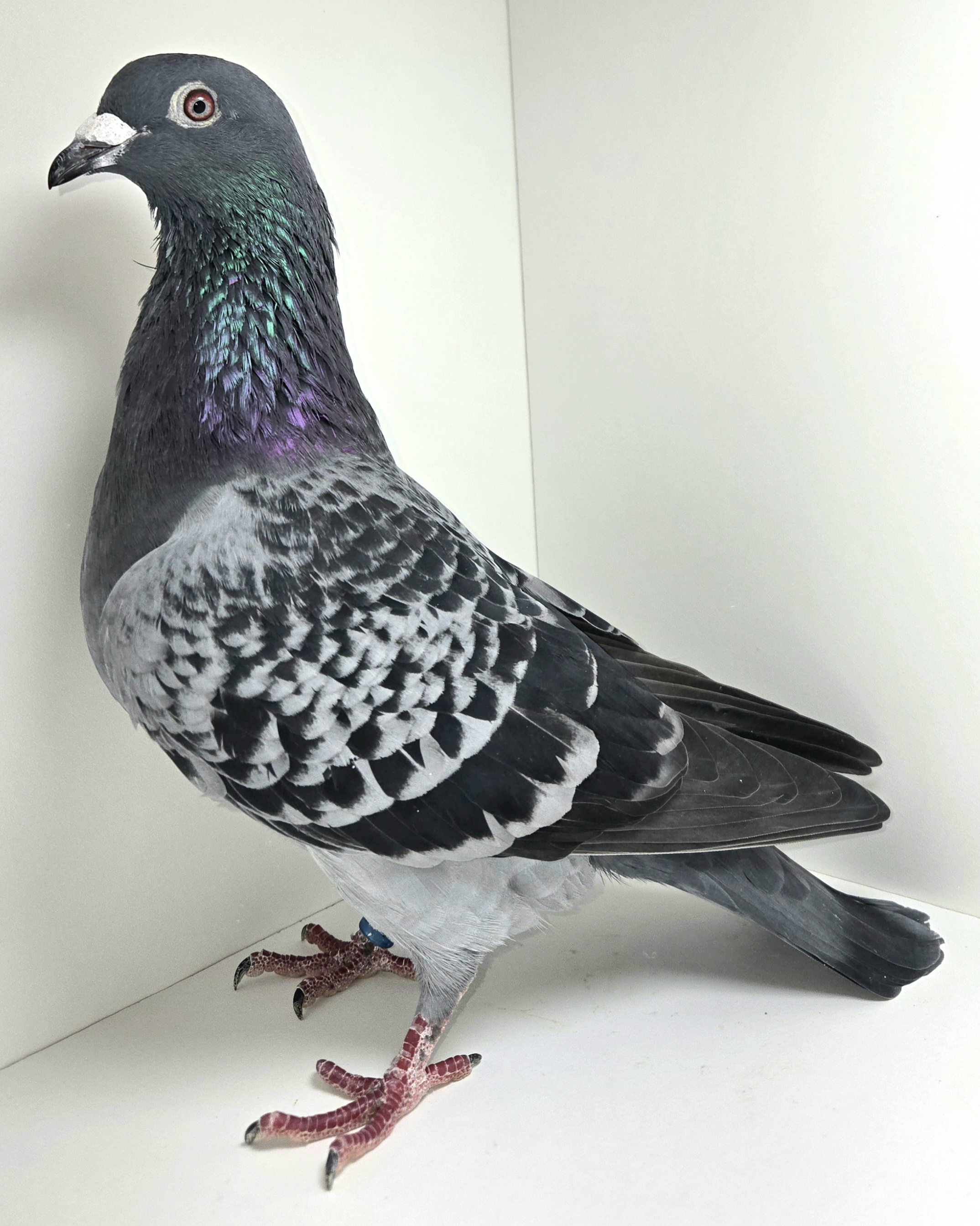 DV-09715-21-675 BC Hen