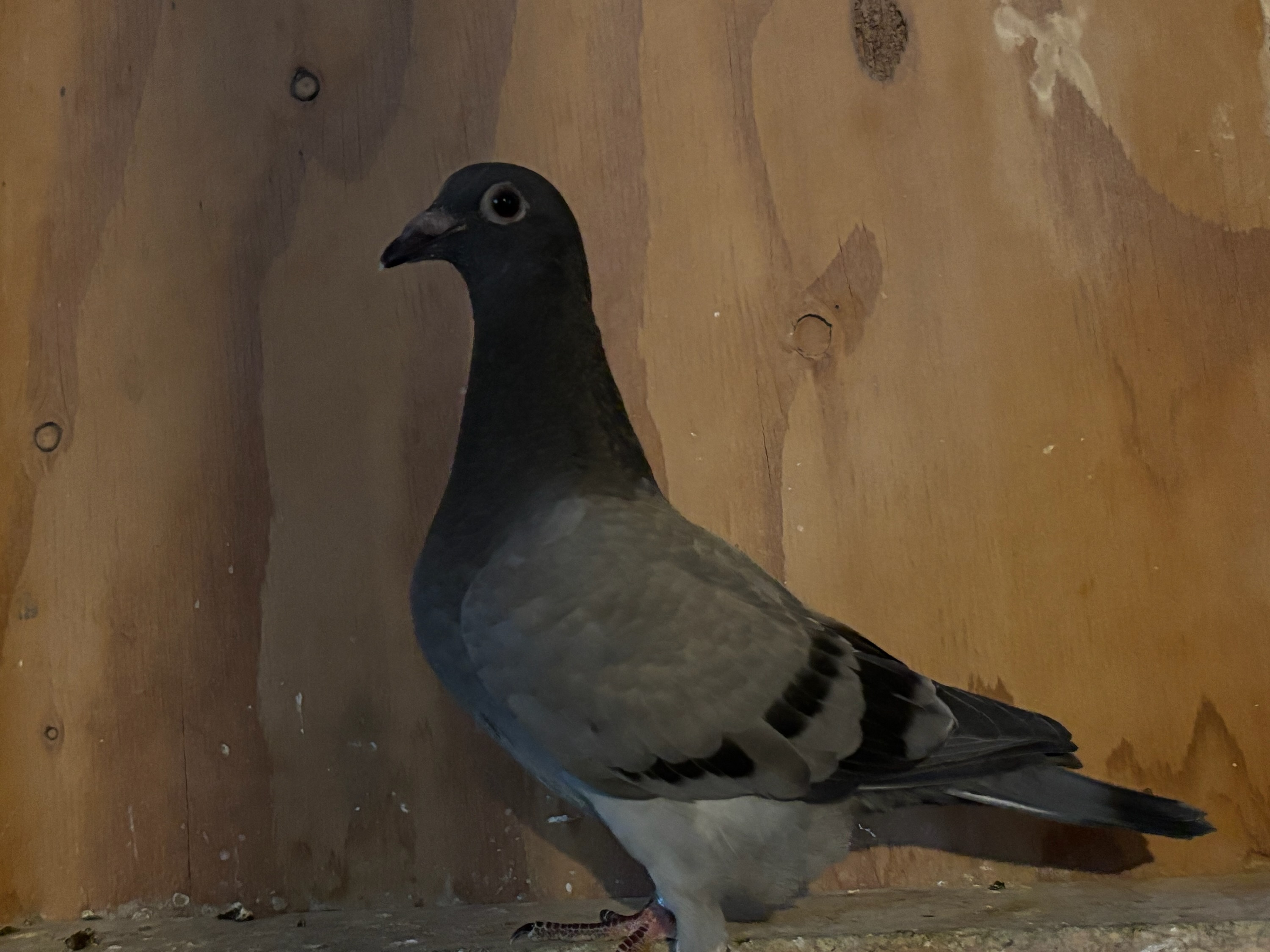 2025 Young Bird Nestmates off GFL
