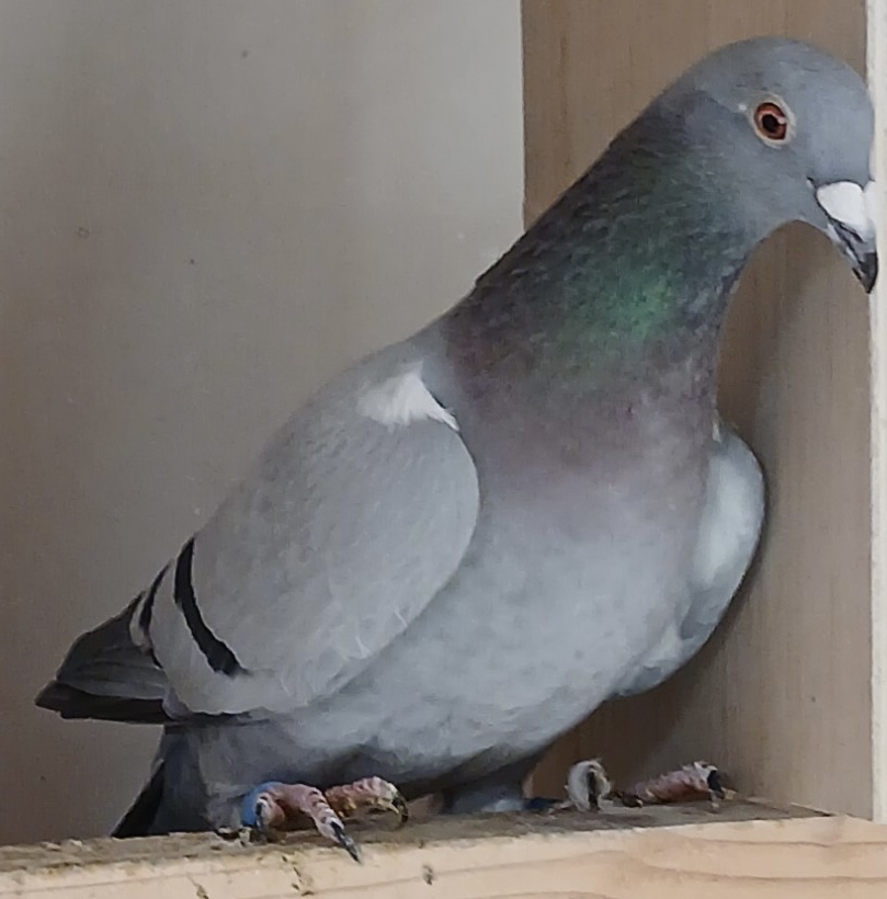 IF 2025 PFSC 50480 BLUE HEN