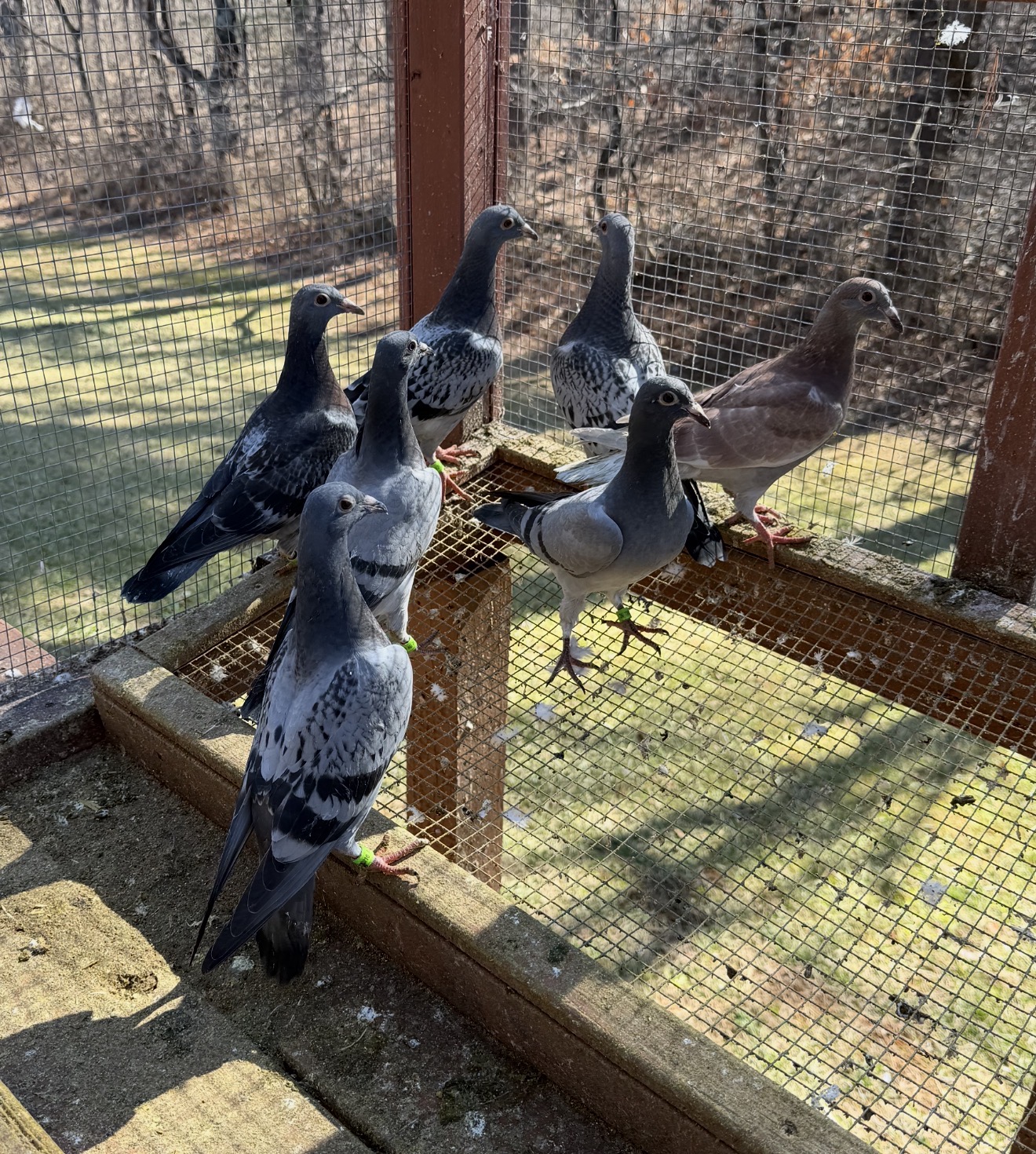 7 babies from best racers  they are without pedigree 