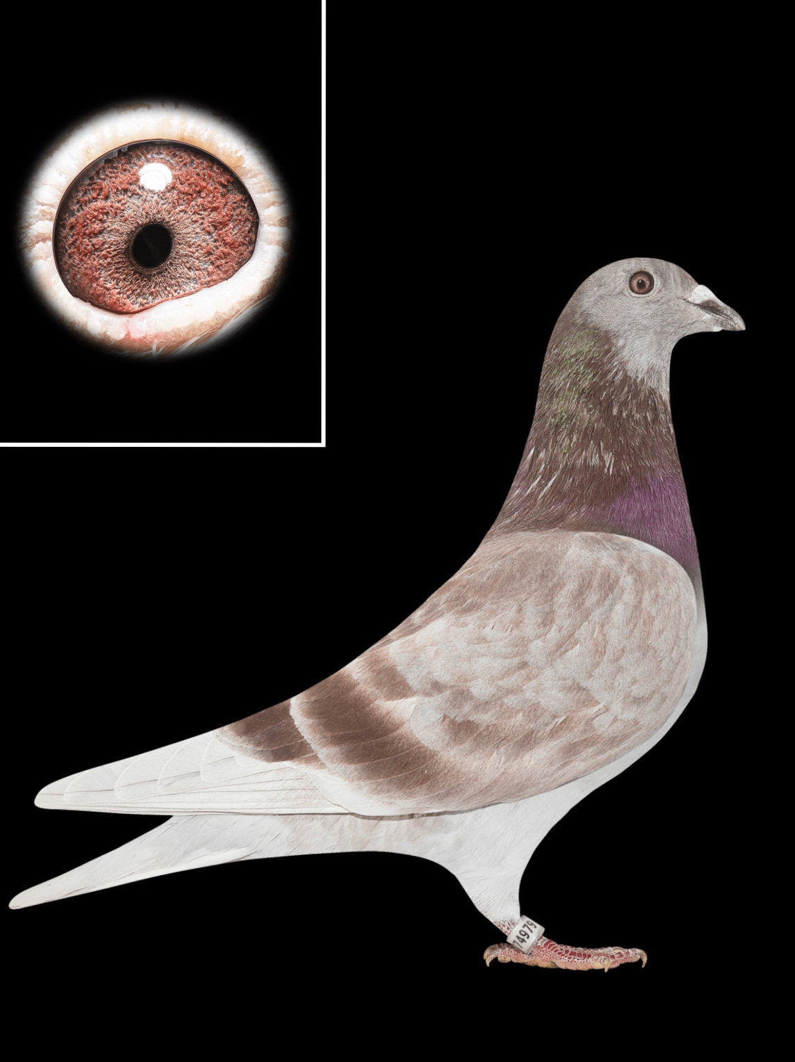 NL20-1774979 RED HEN