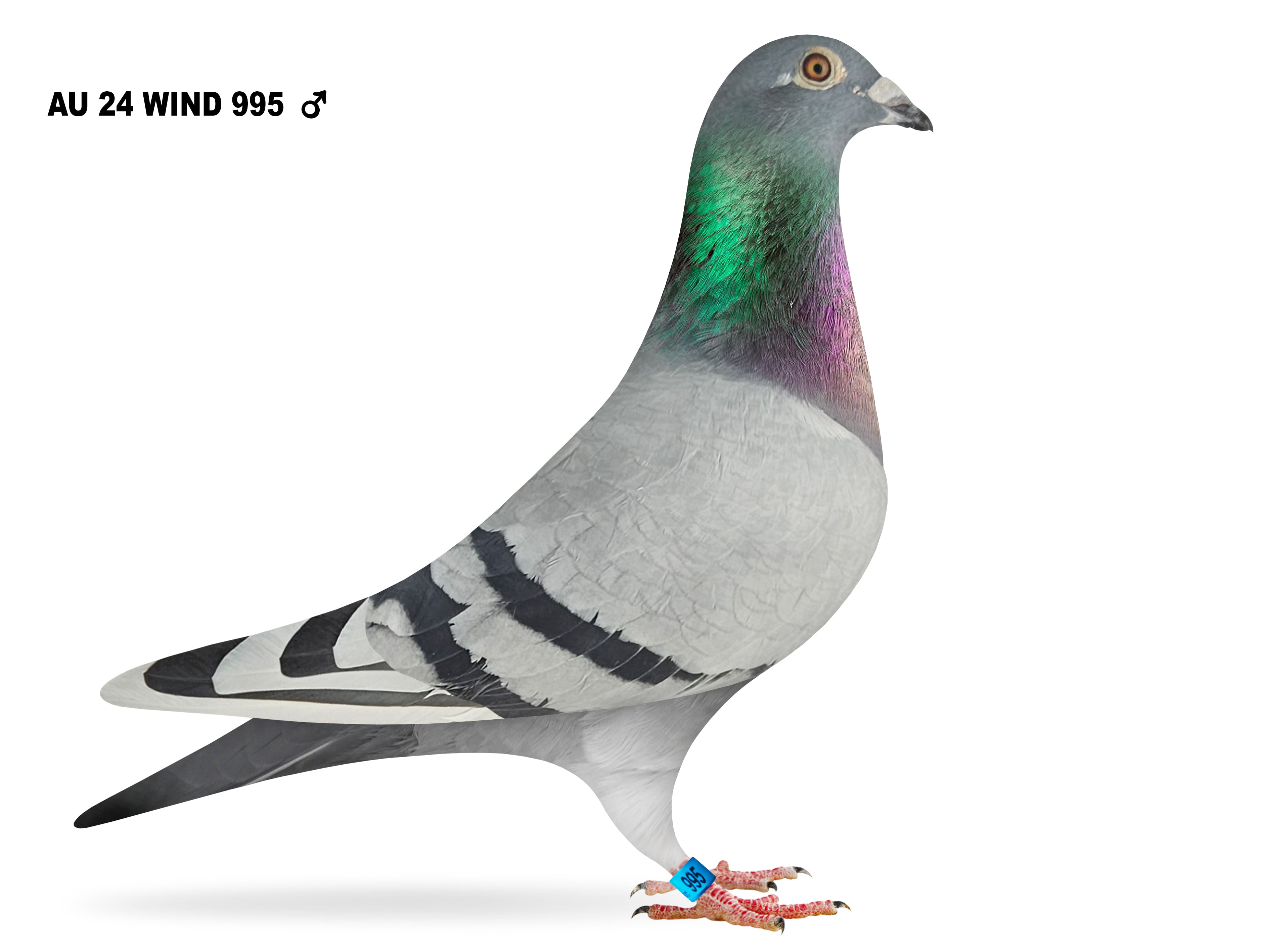 AU 24 WIND 995