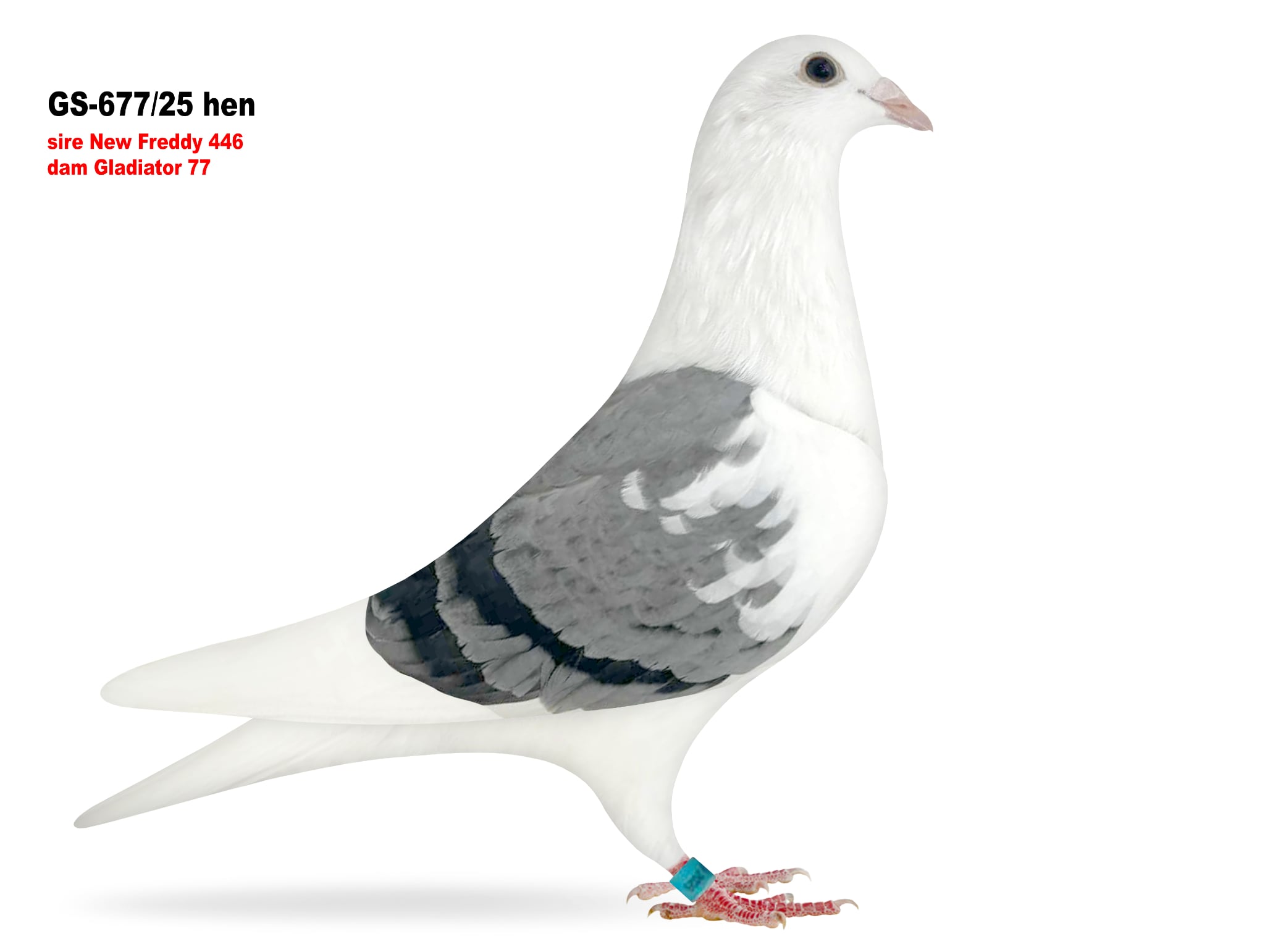 GS-677/25 Dam our #1 breeder