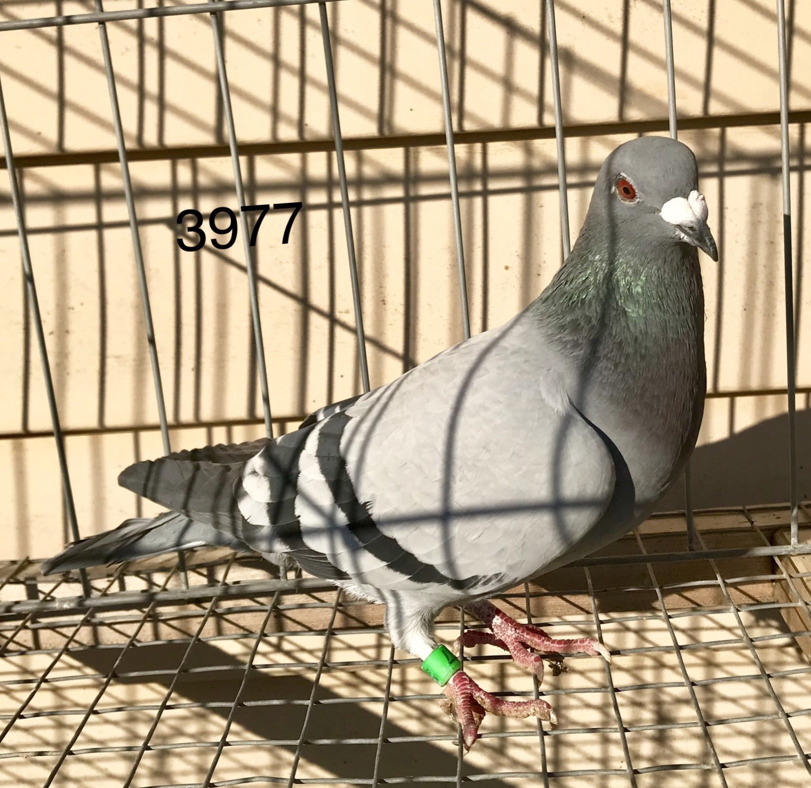 Preview Image 1
