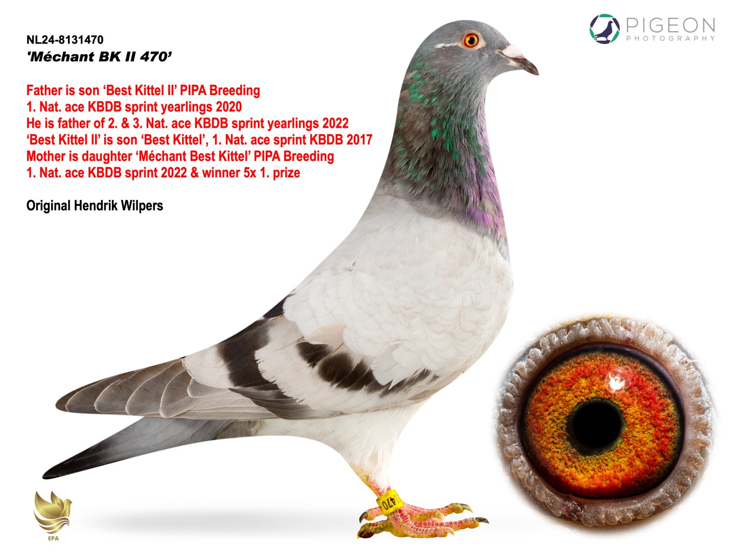 Gr Son Best Kittle II and Merchant Best Kittle